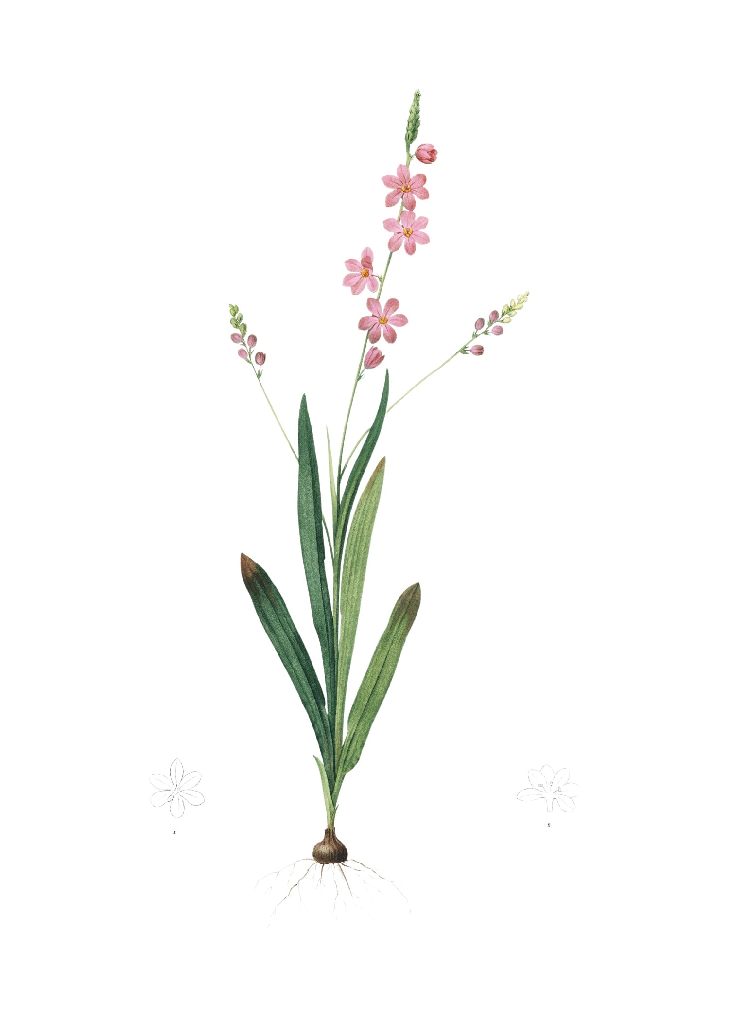 LILY 140