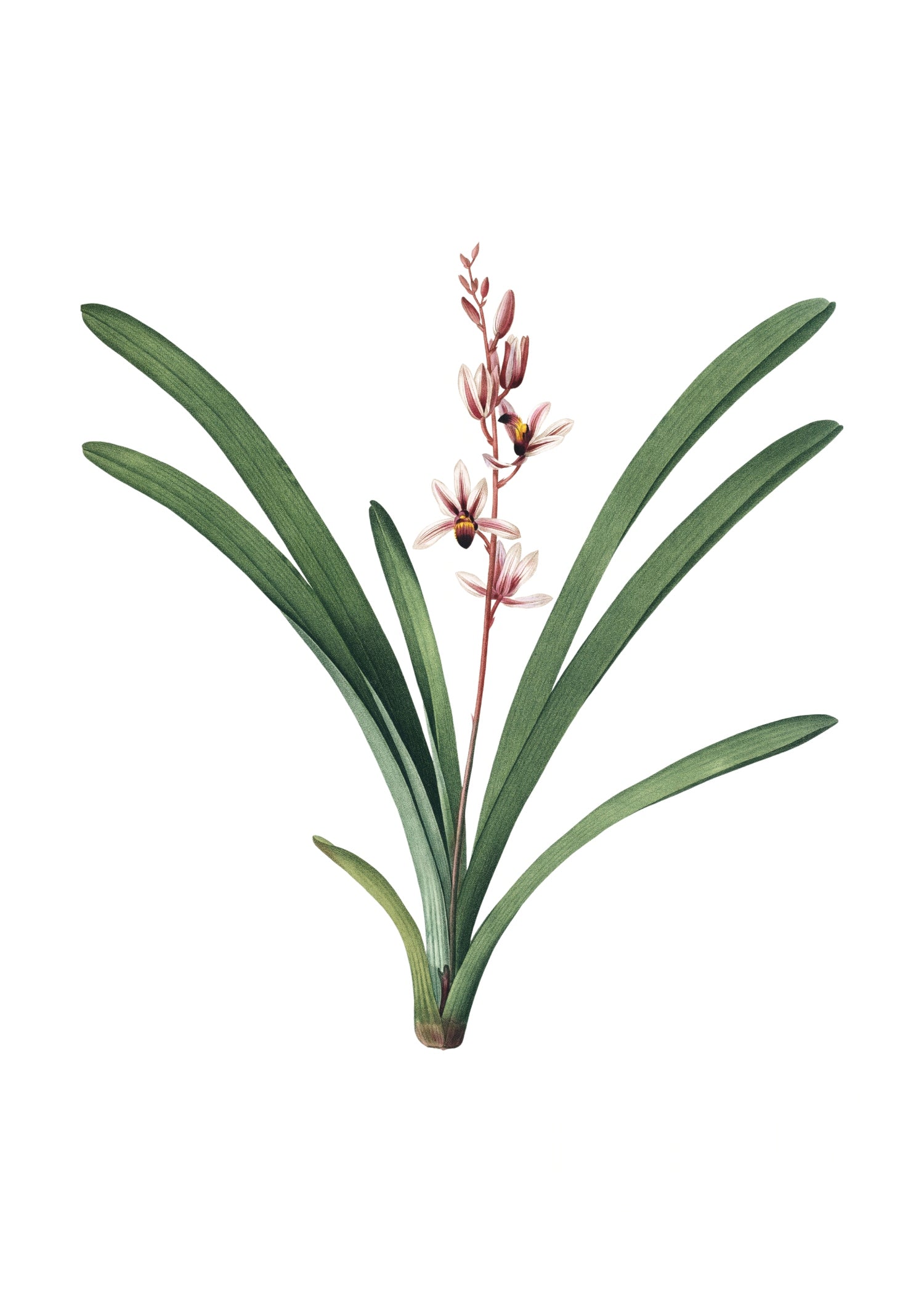 LILY 141