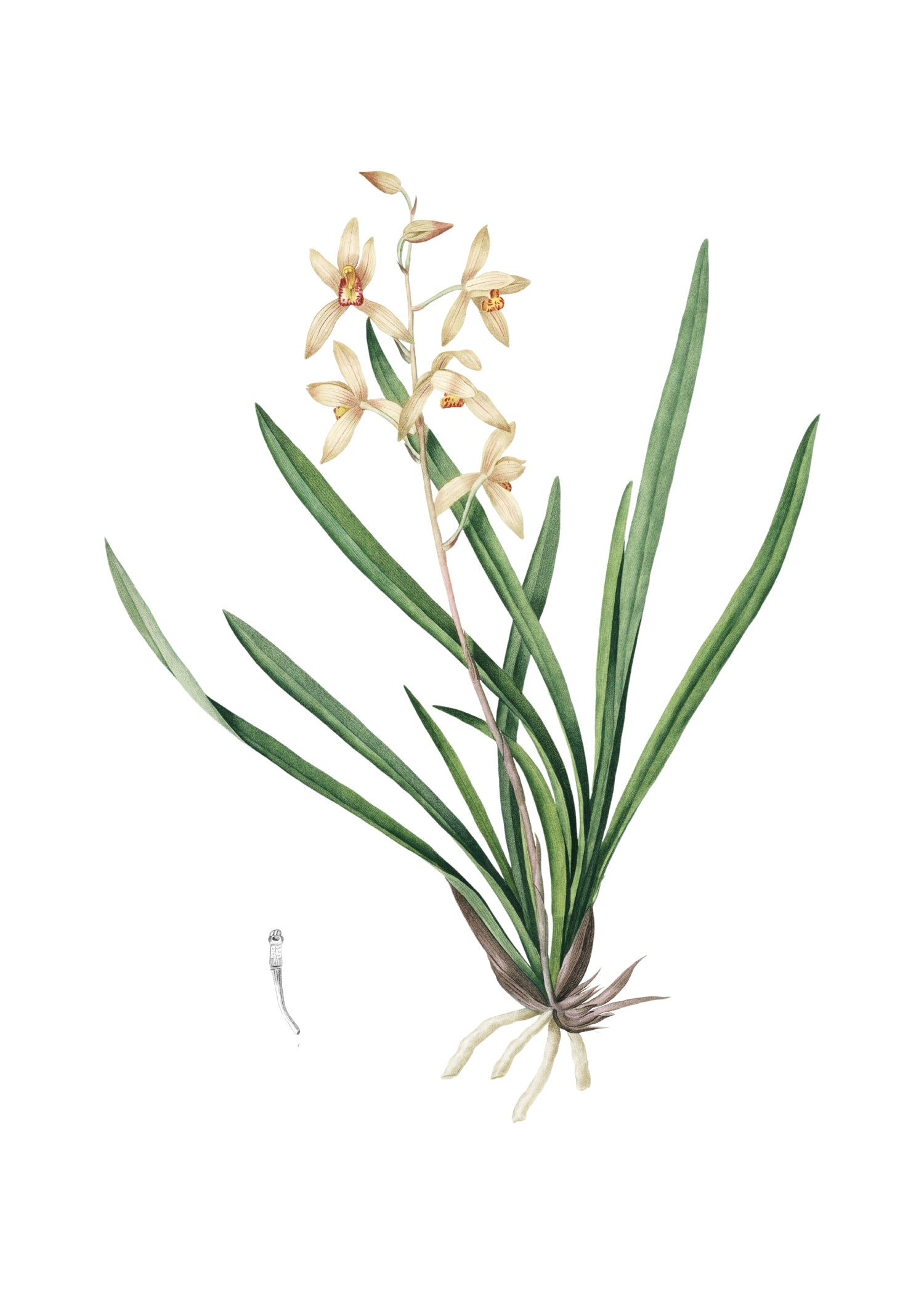 LILY 142