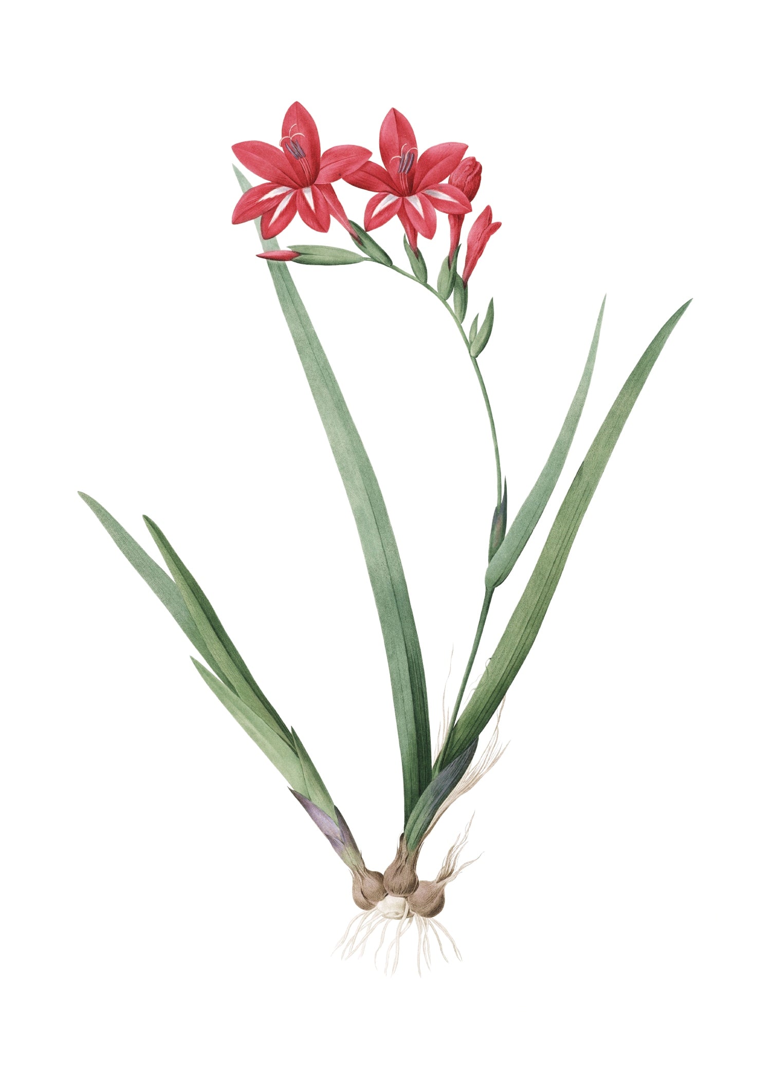 LILY 143