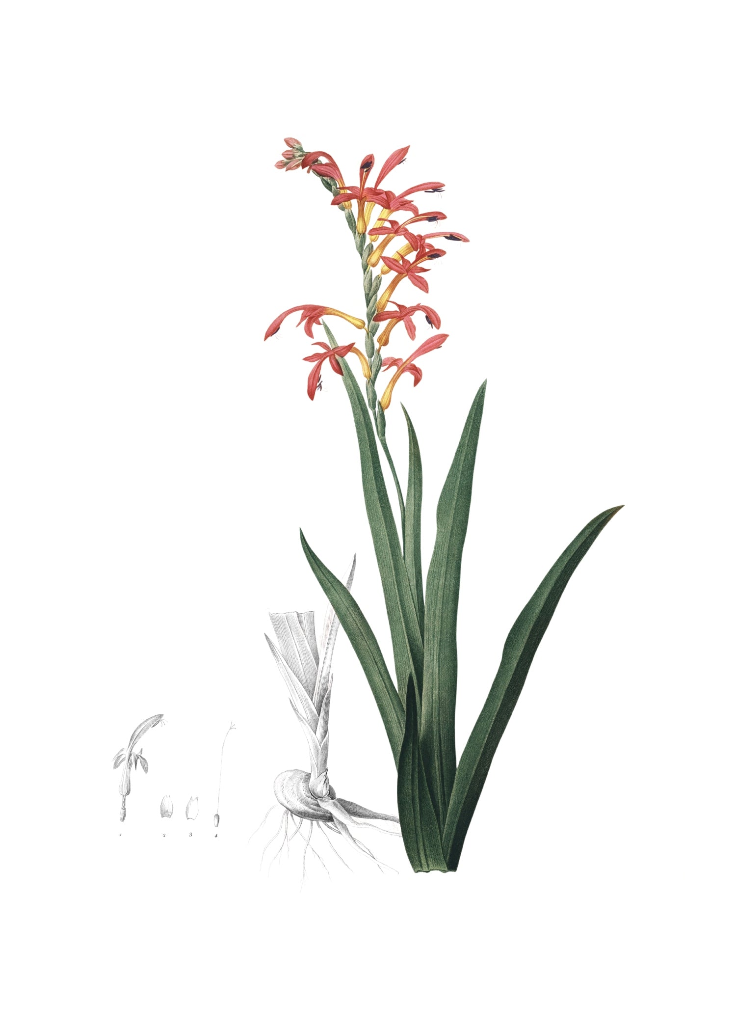 LILY 144