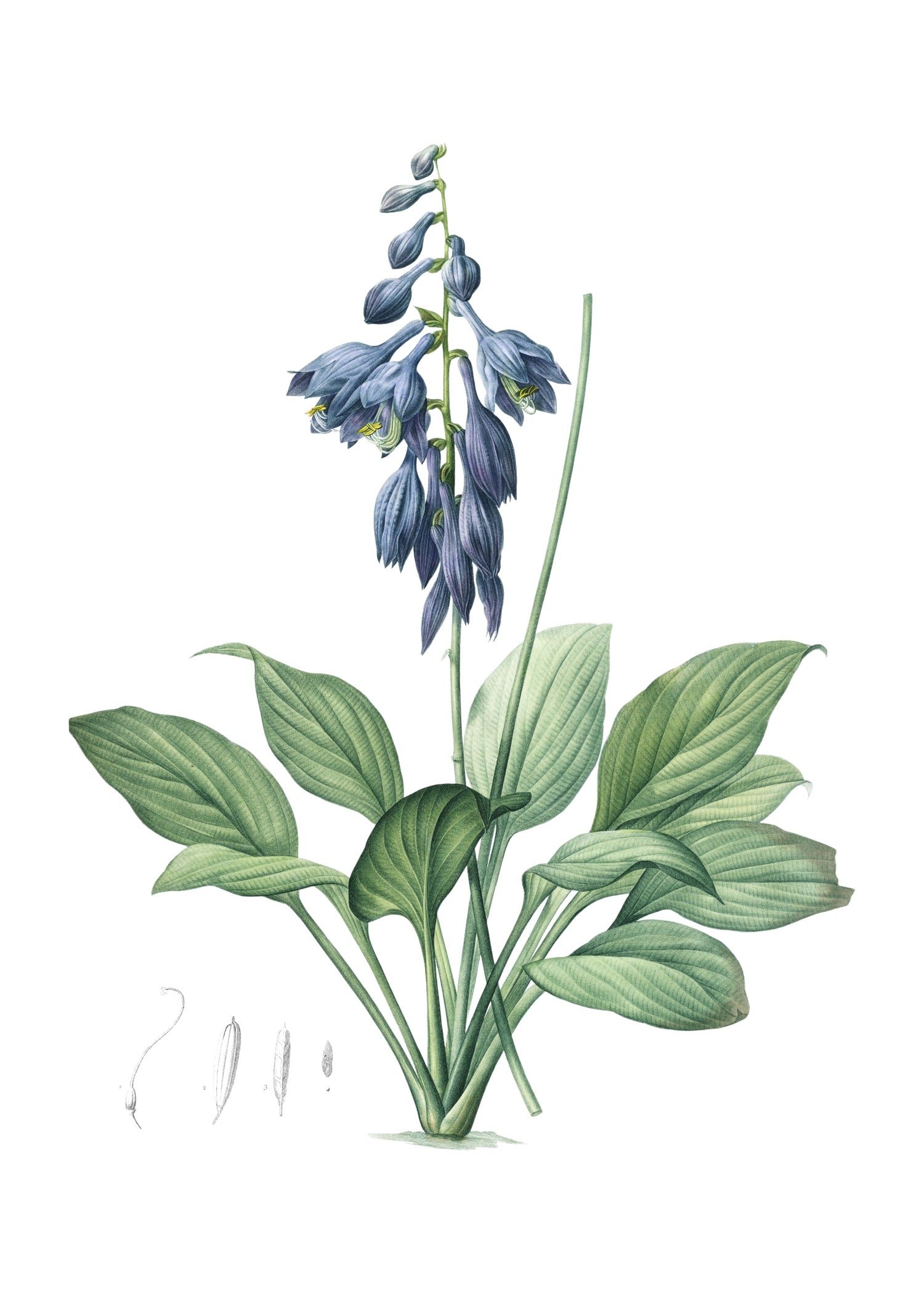 LILY 148