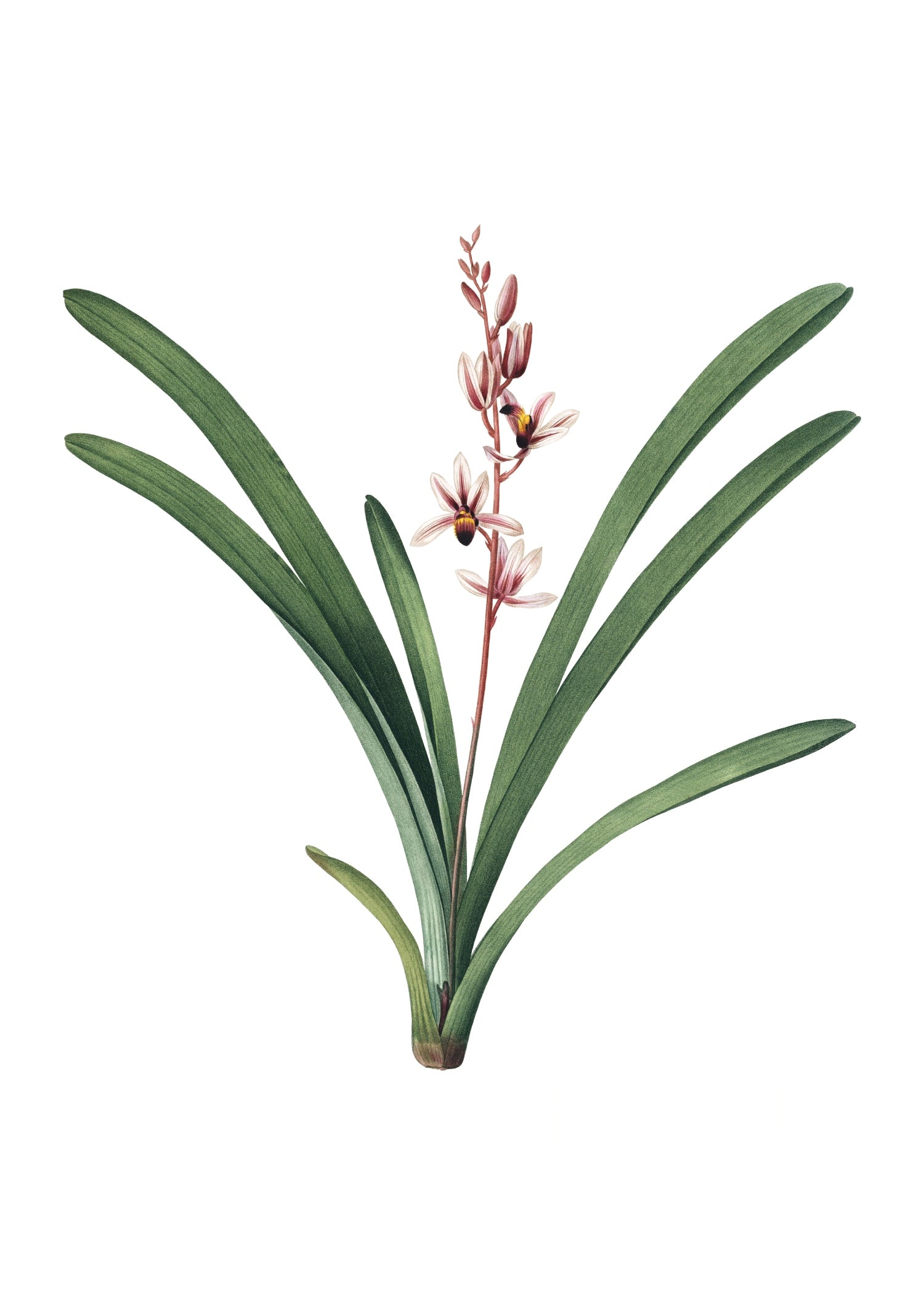 LILY 28