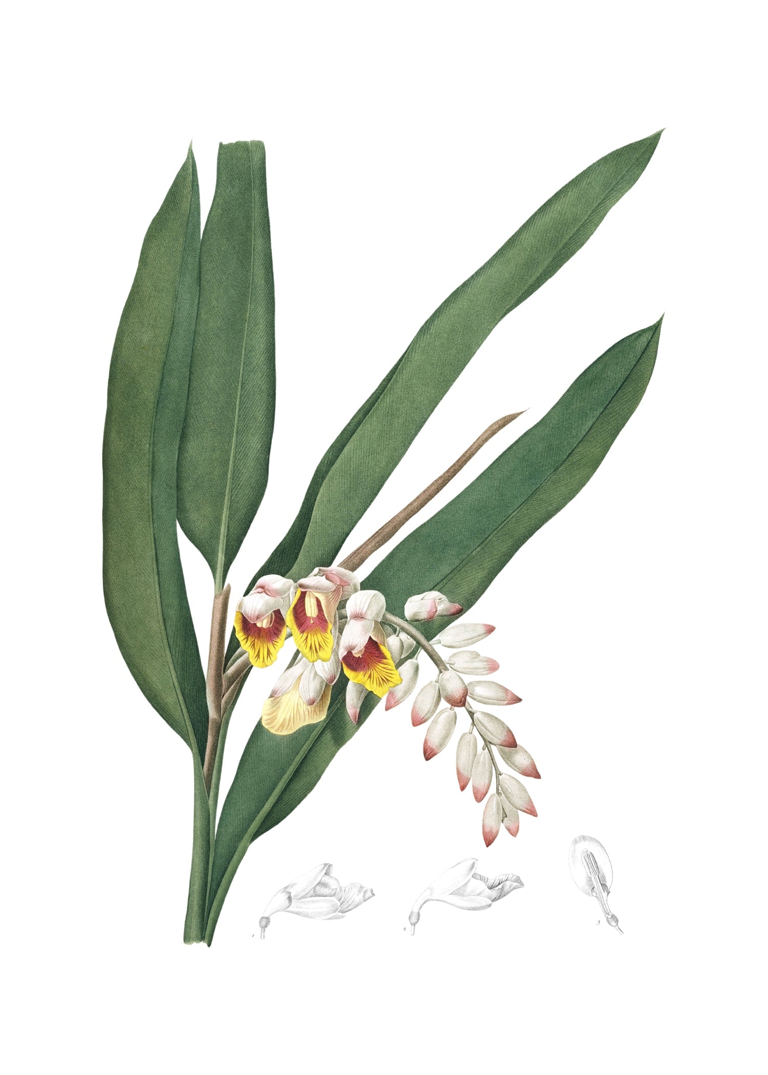 LILY 2