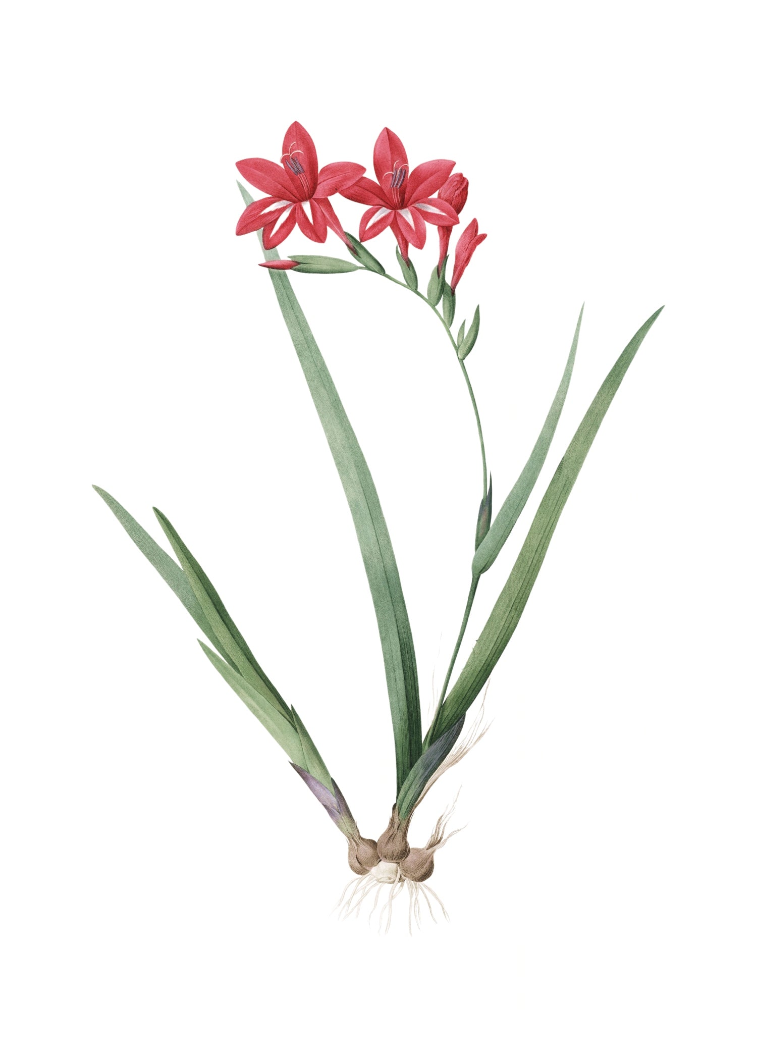 LILY 30