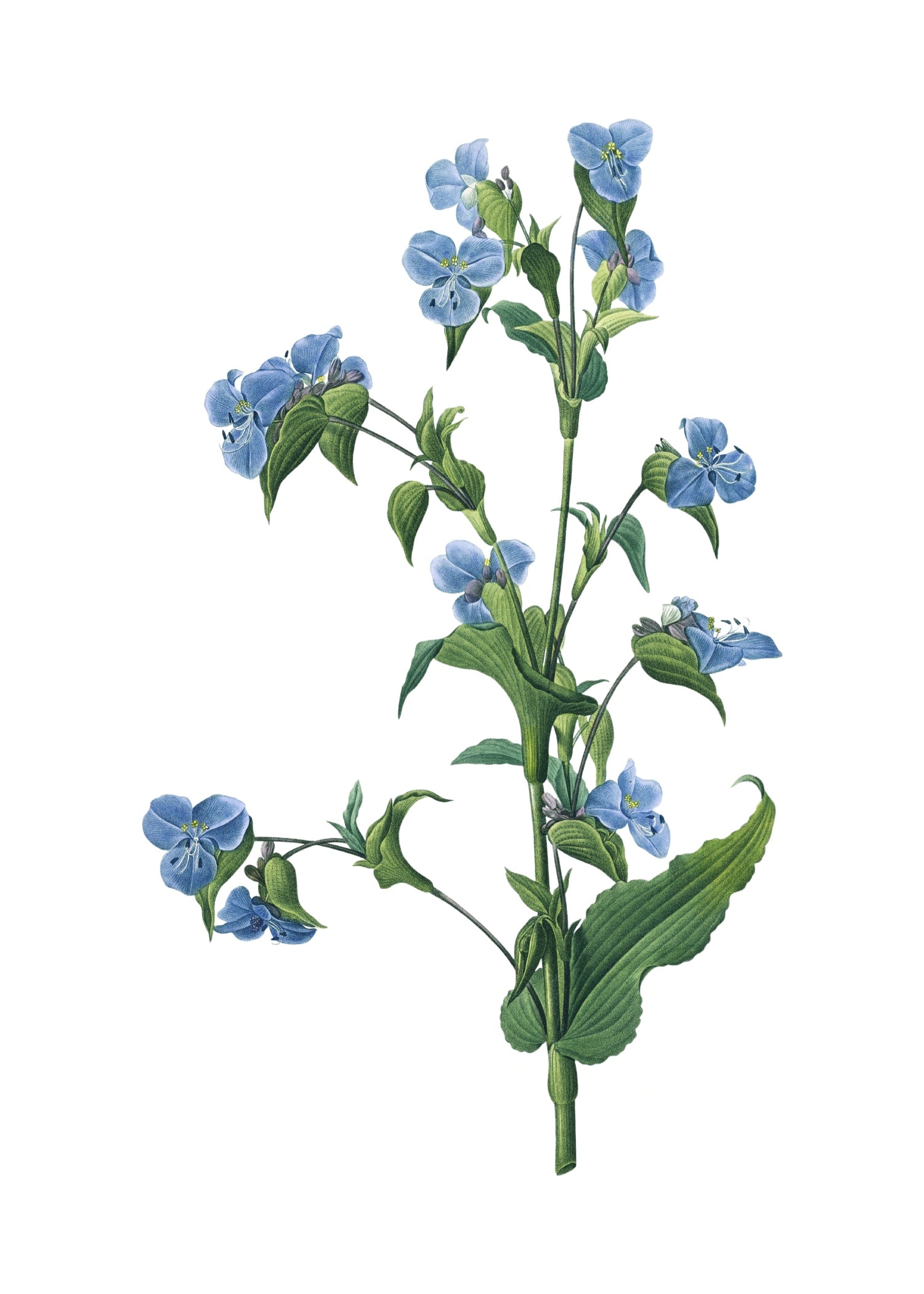 LILY 33