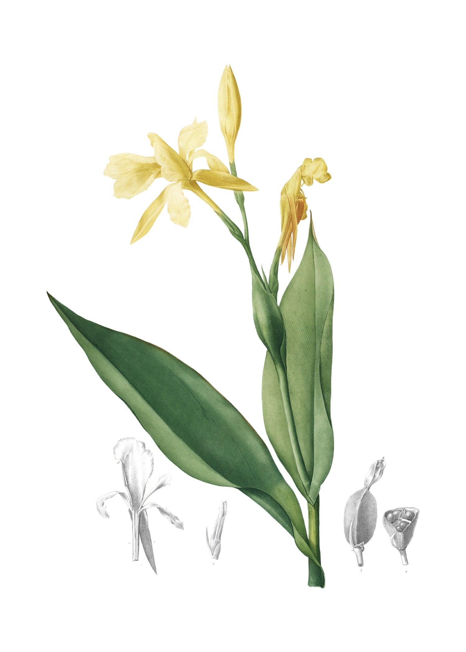 LILY 34