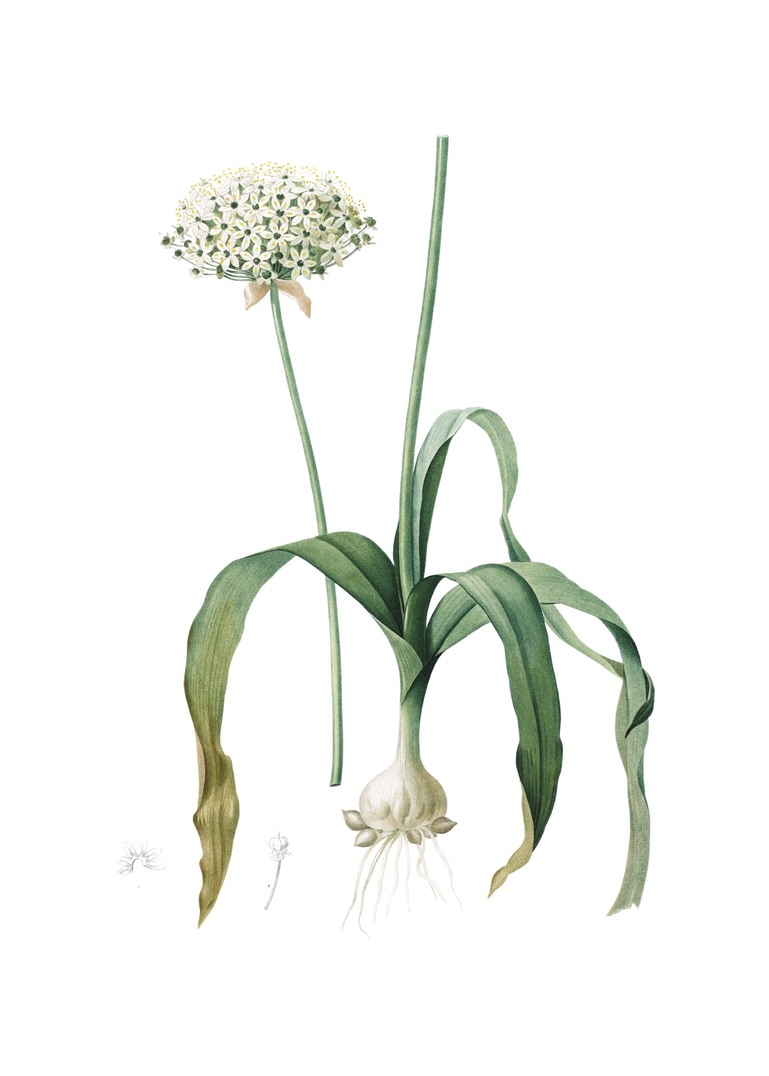LILY 36