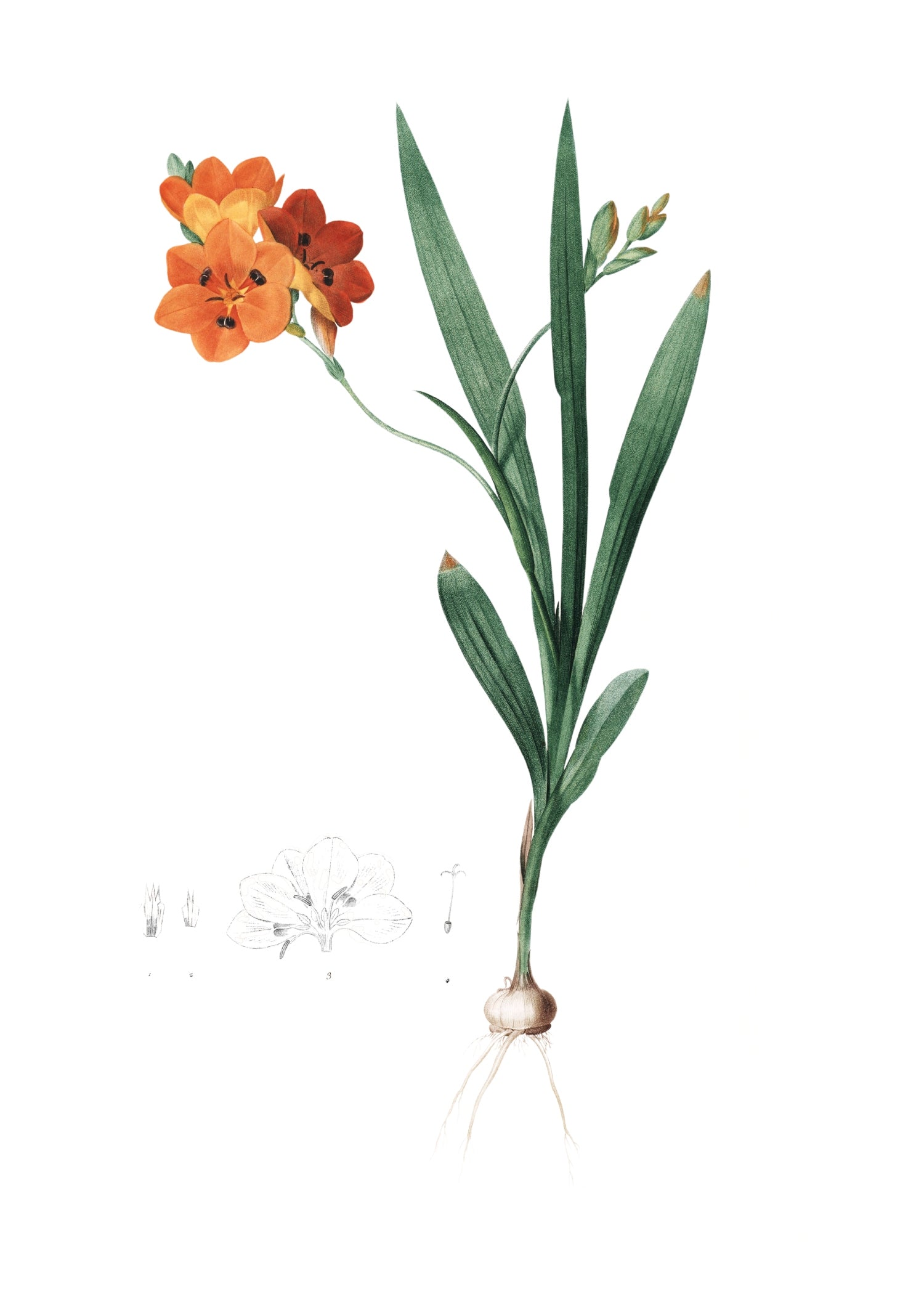 LILY 40