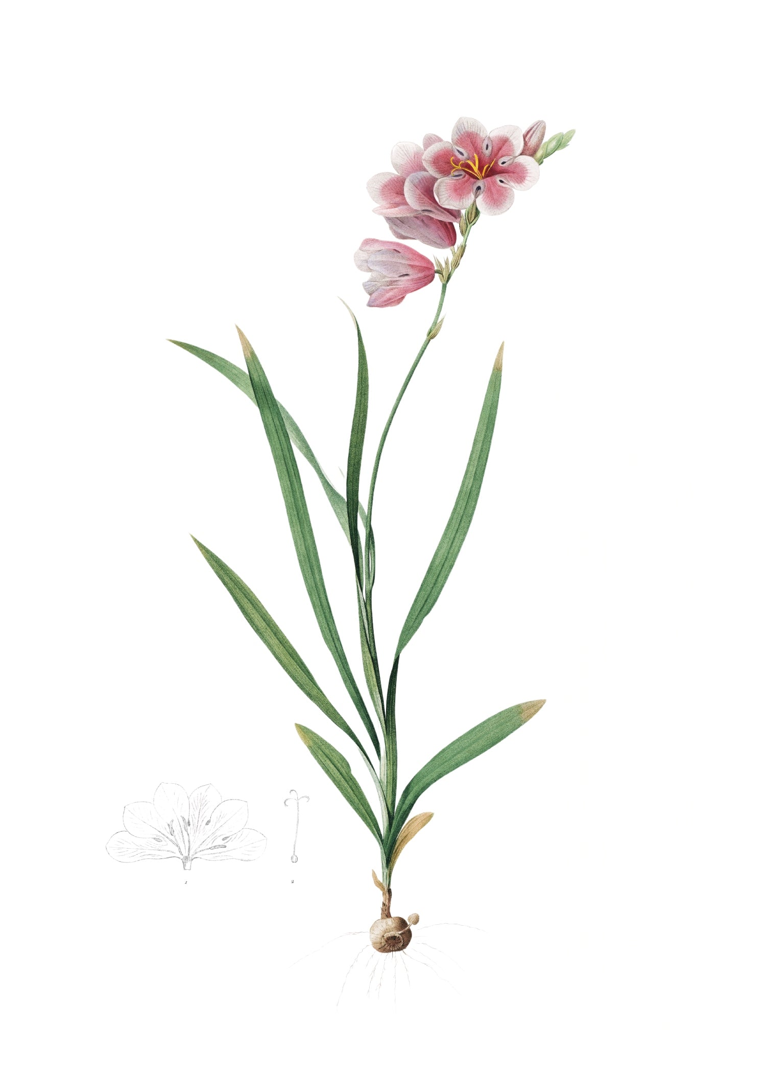 LILY 41