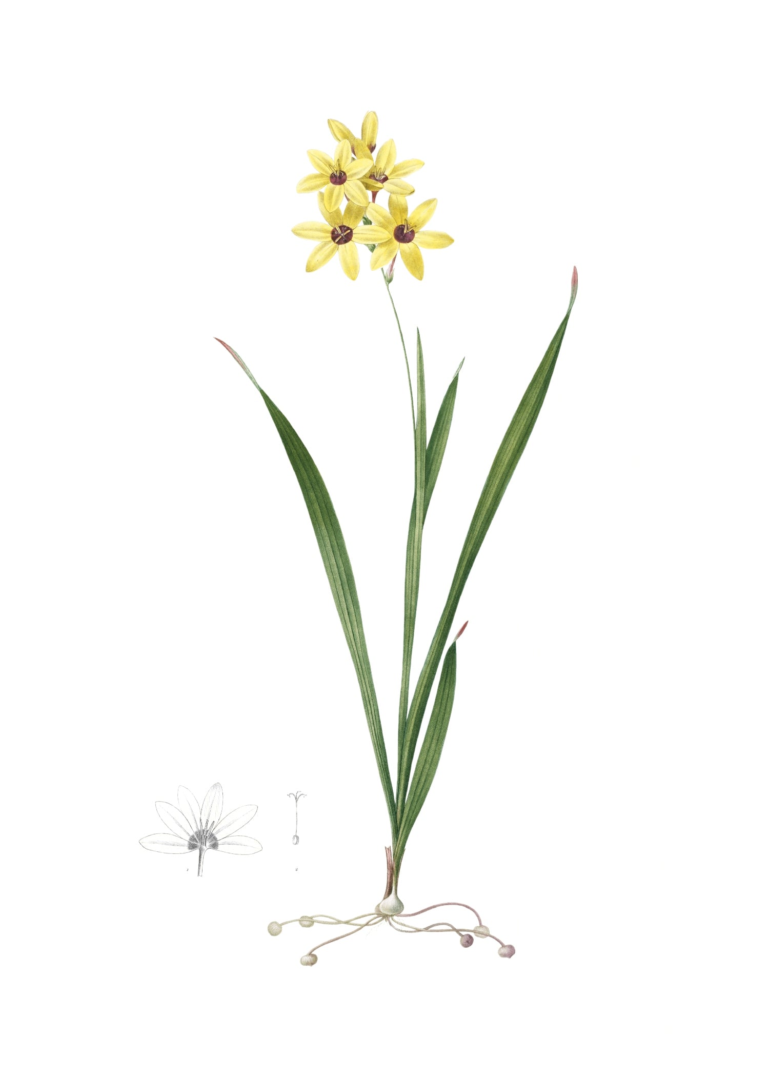 LILY 42