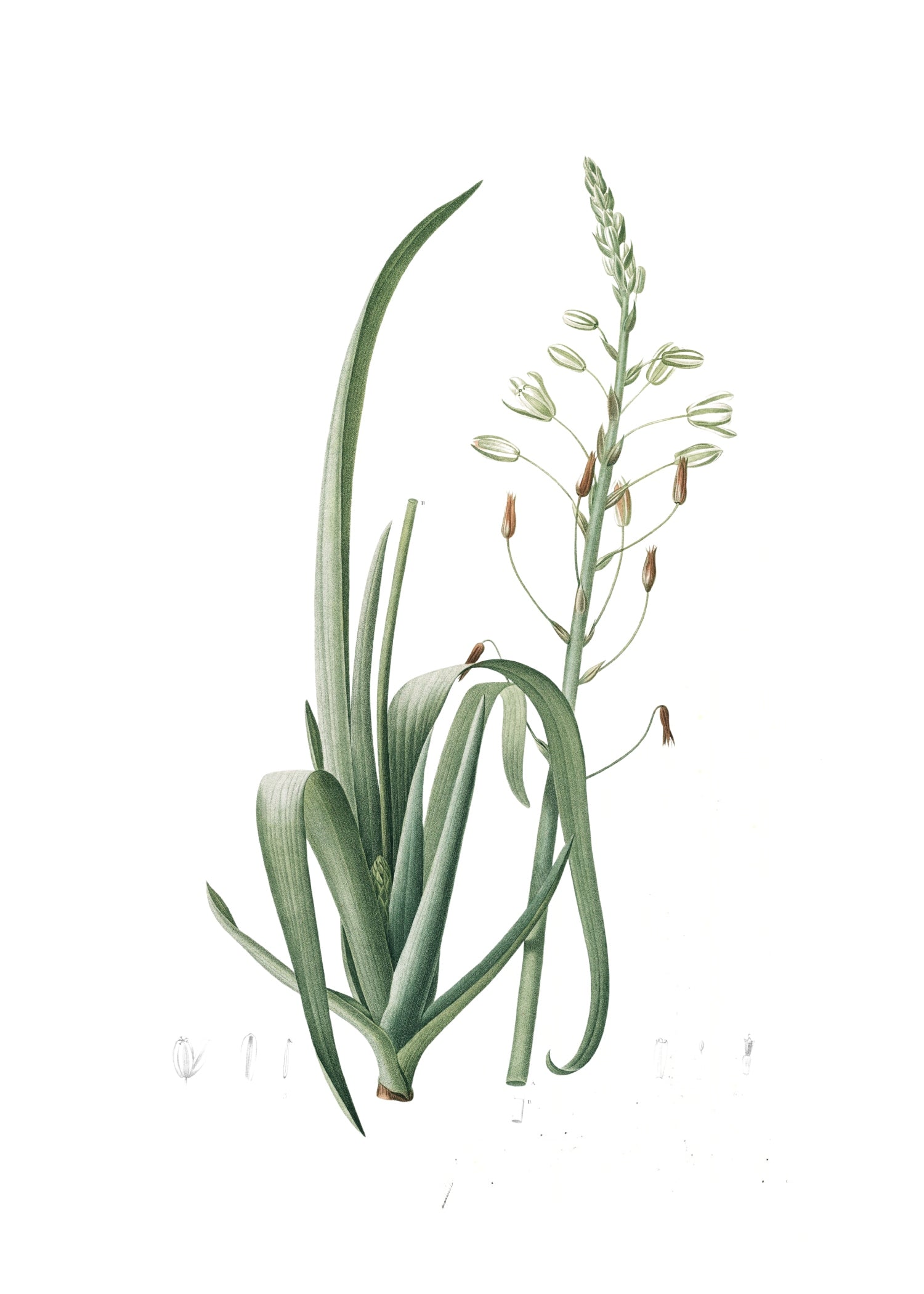 LILY 44