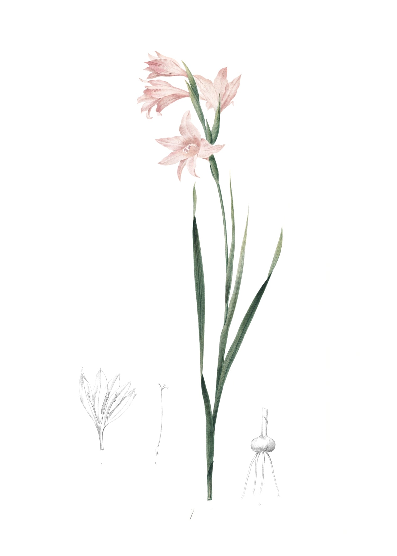 LILY 48