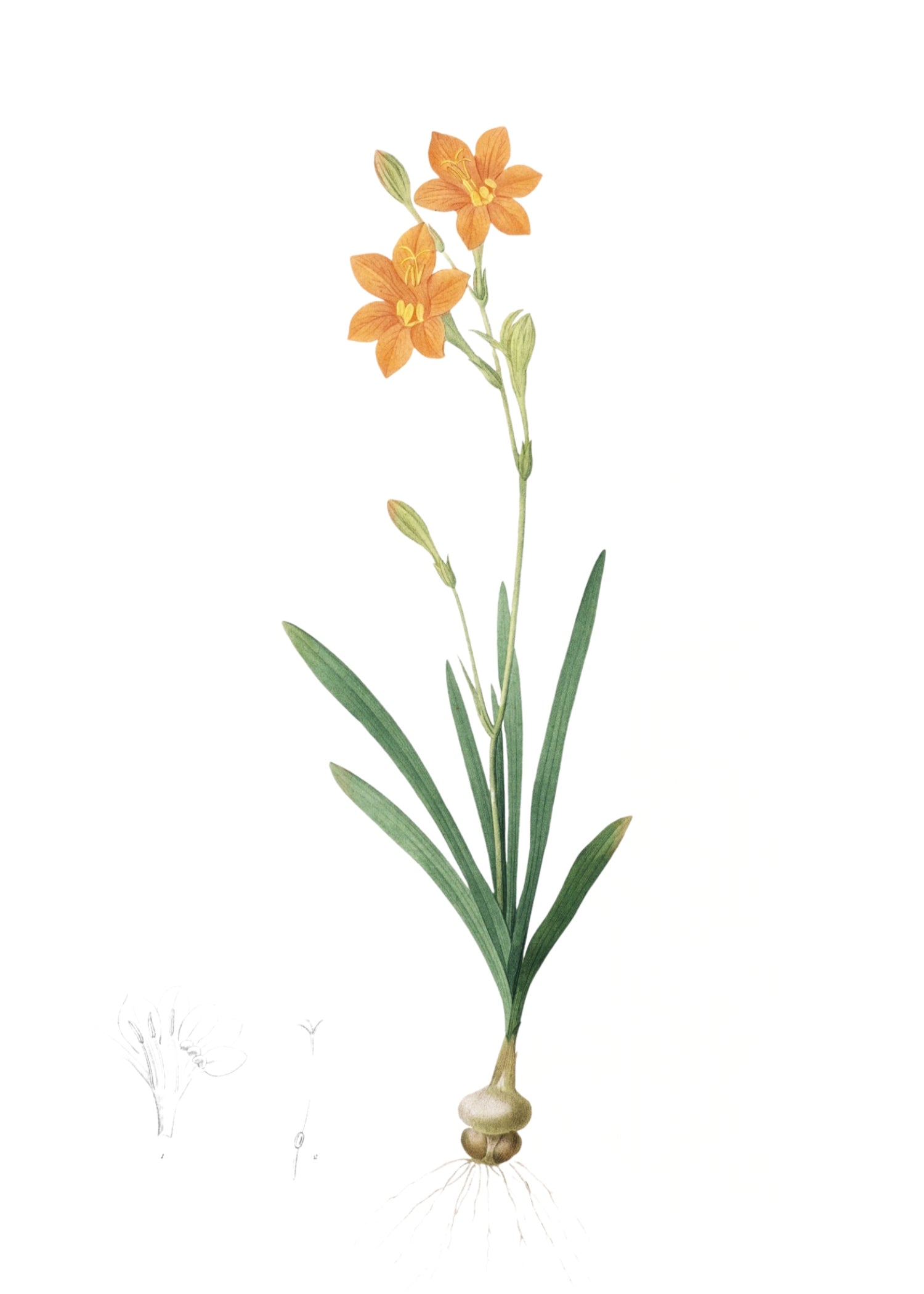 LILY 4