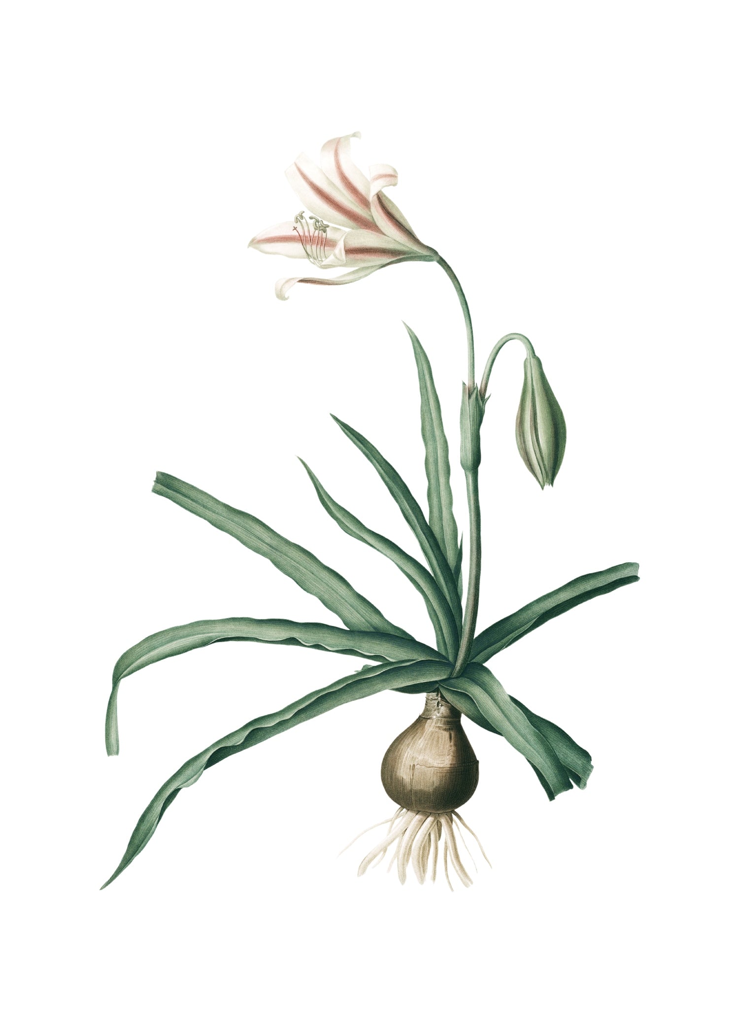 LILY 50