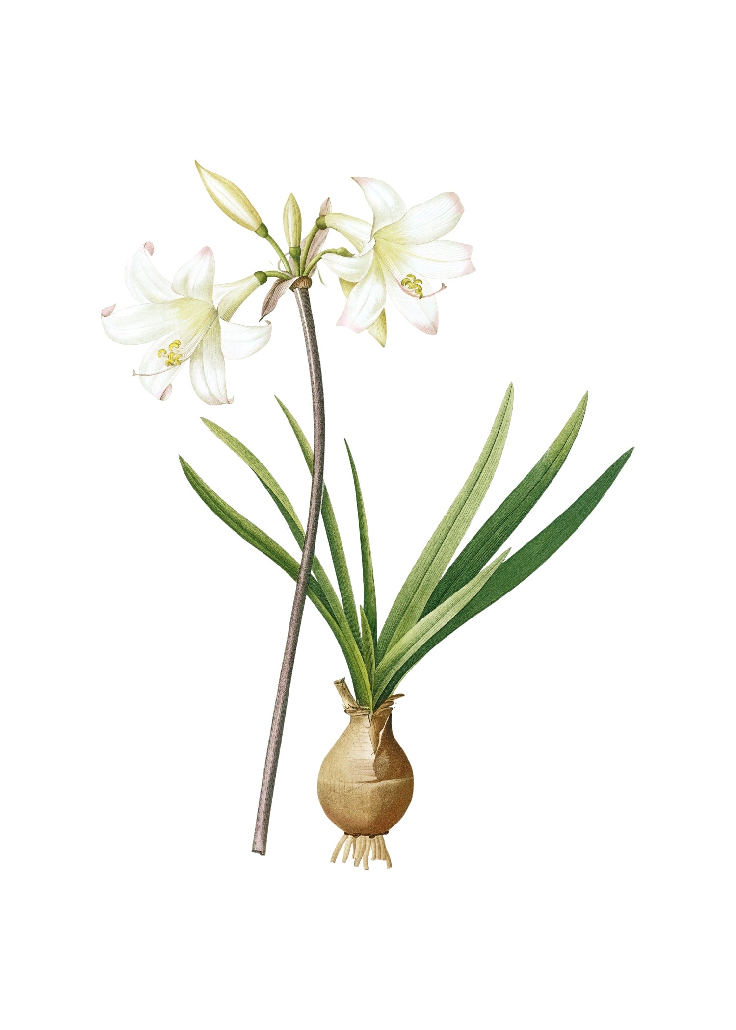 LILY 51