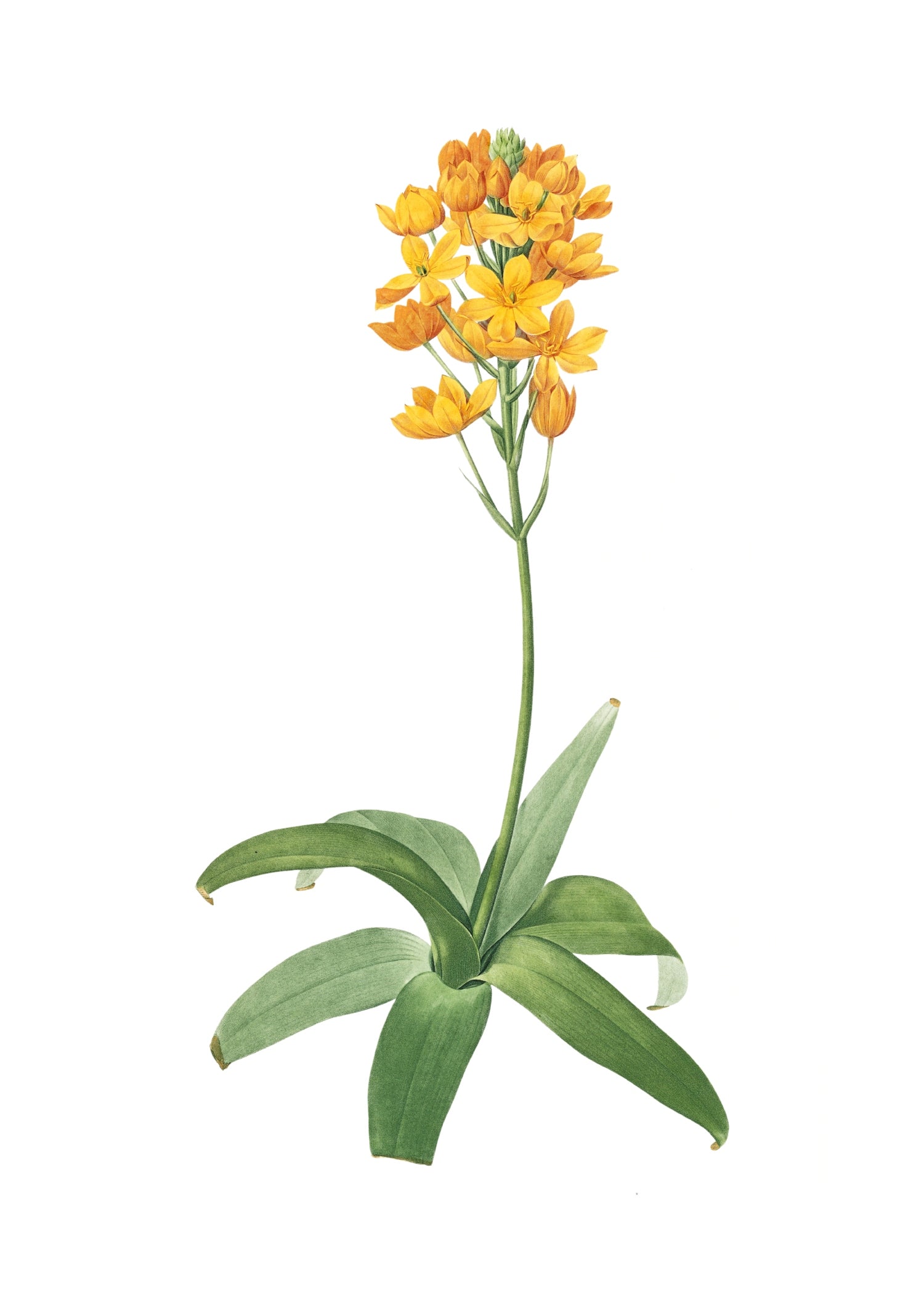LILY 57