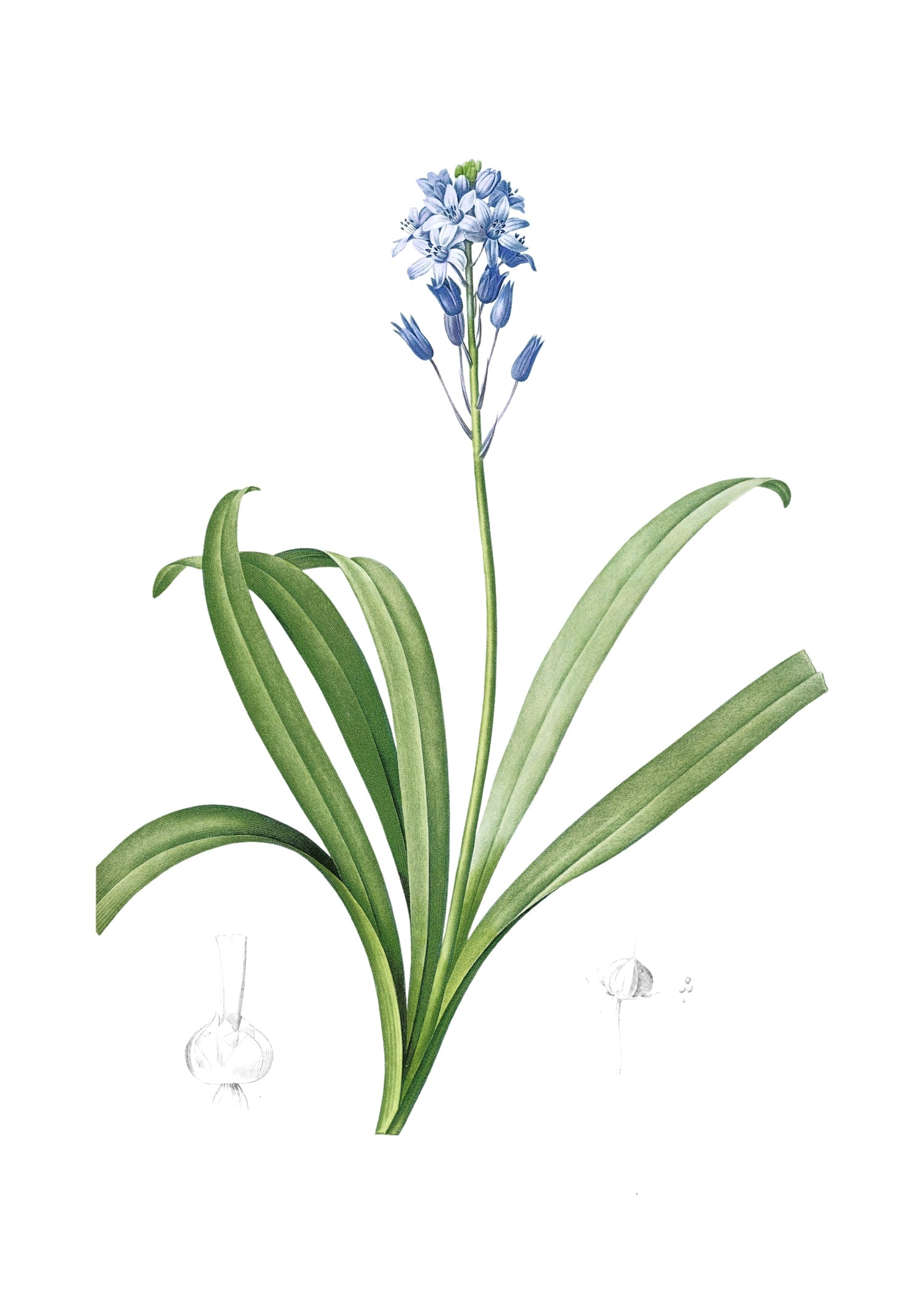 LILY 58