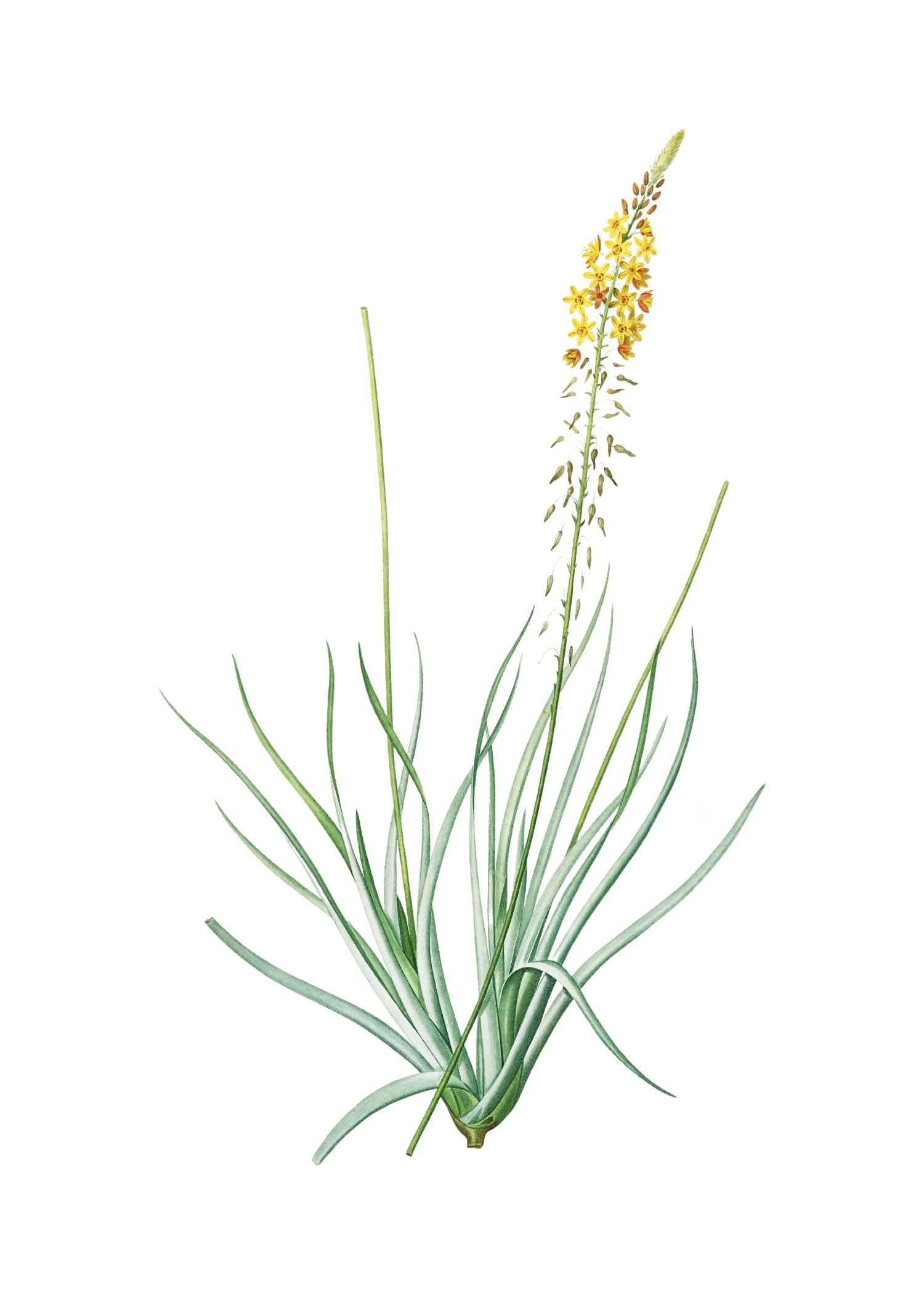 LILY 60
