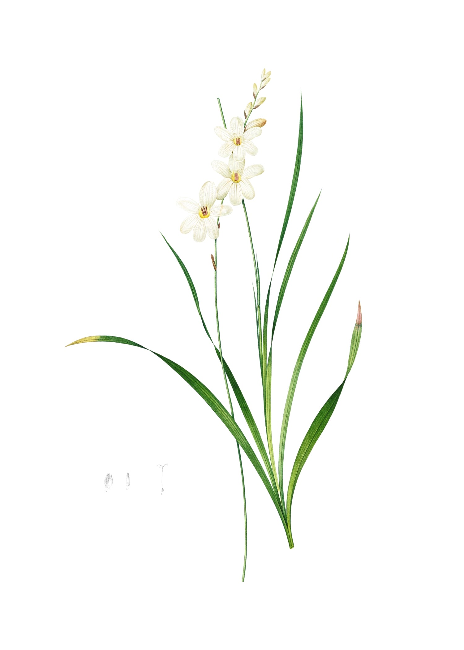 LILY 62