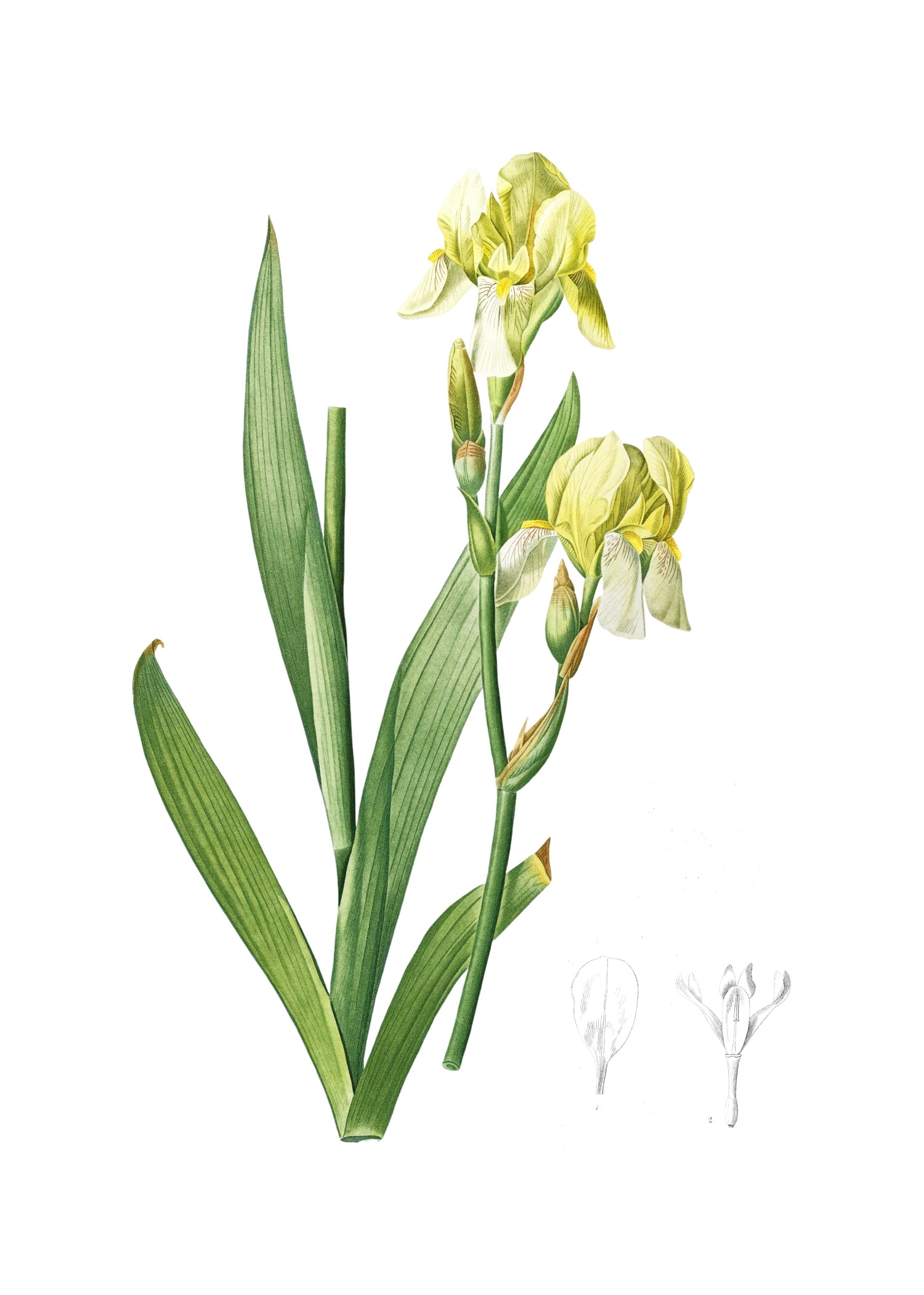 LILY 68