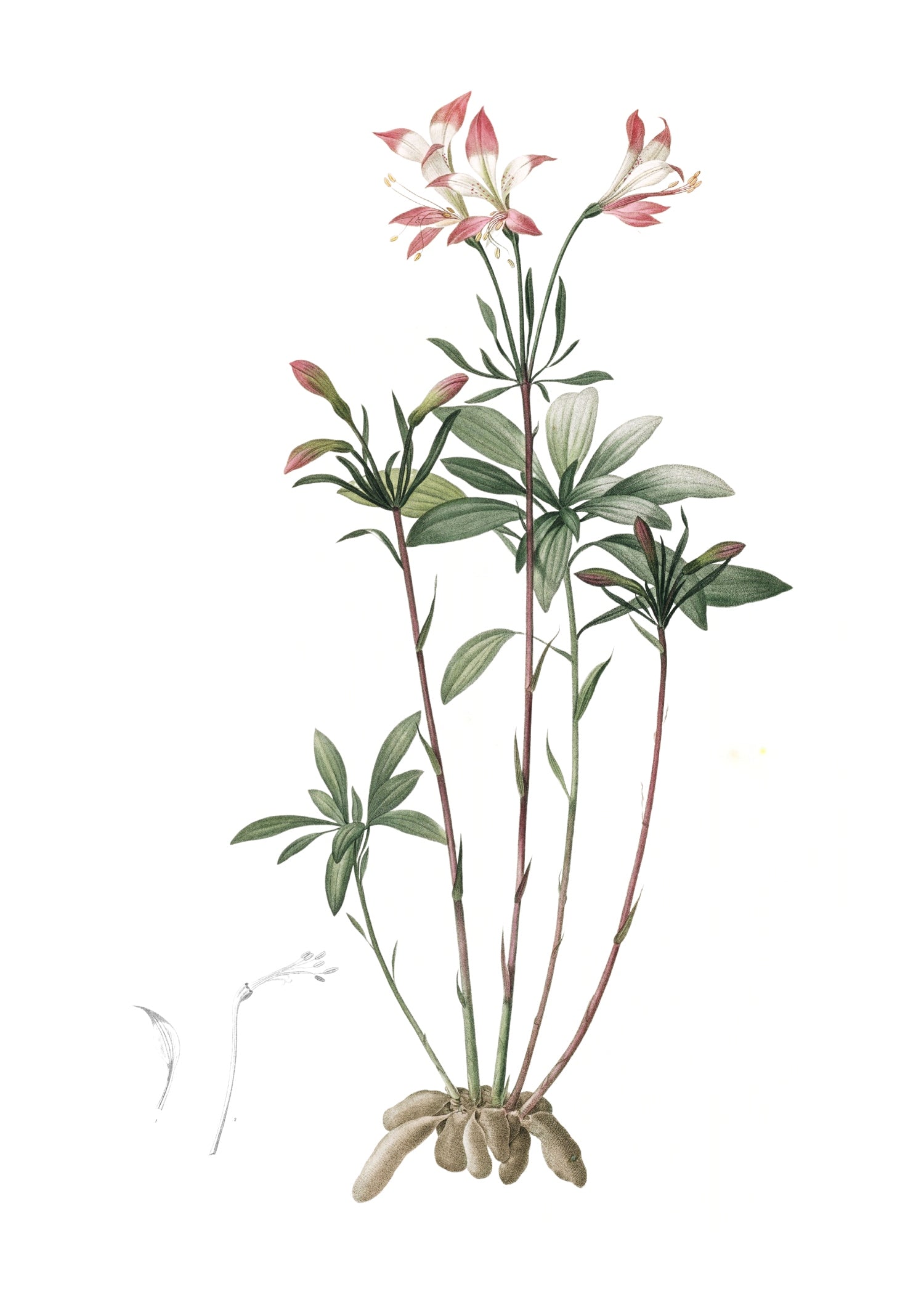 LILY 6