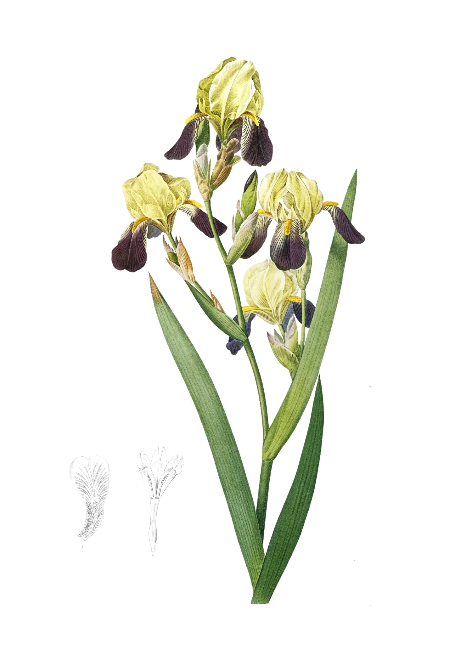LILY 71