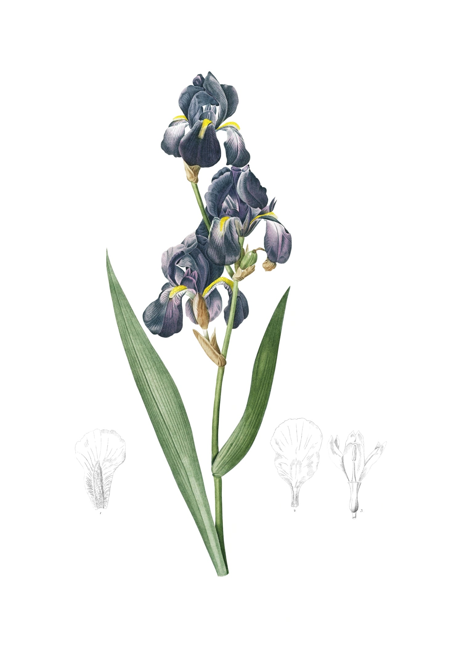 LILY 75