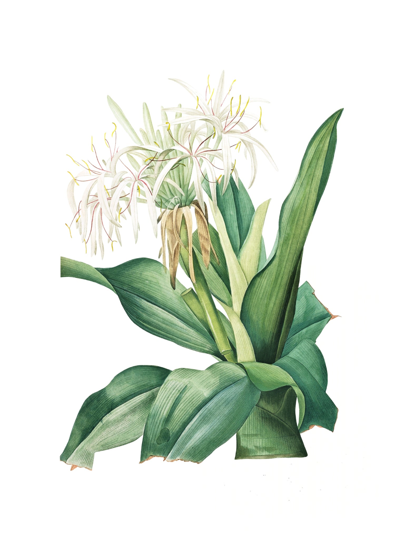 LILY 79