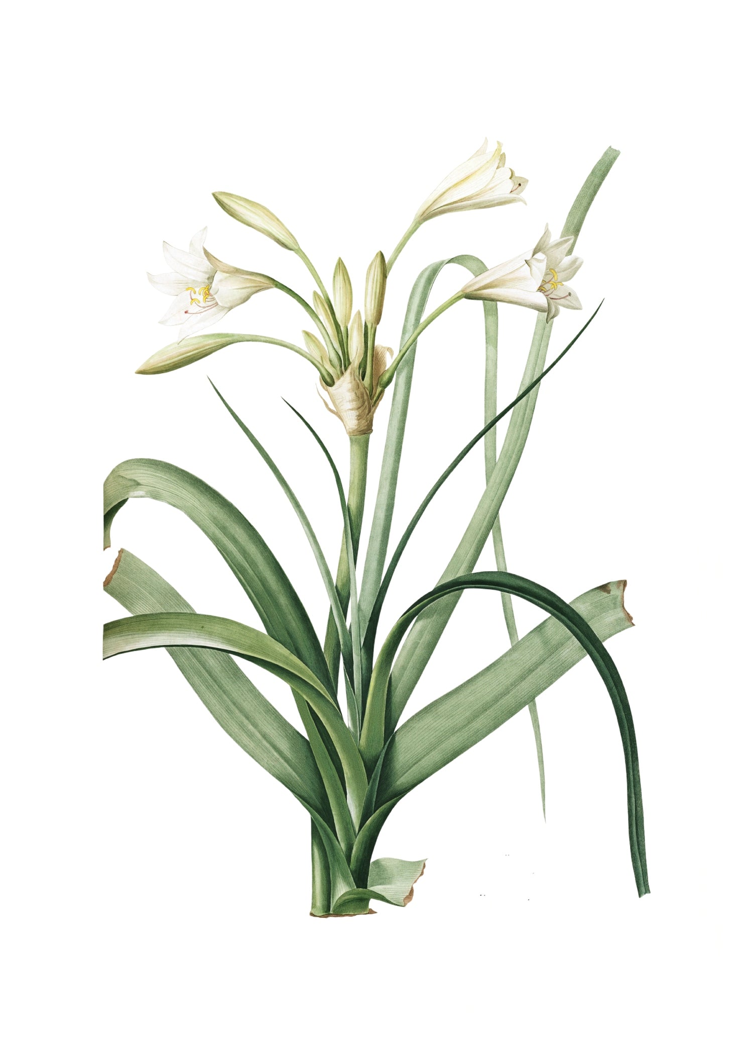 LILY80
