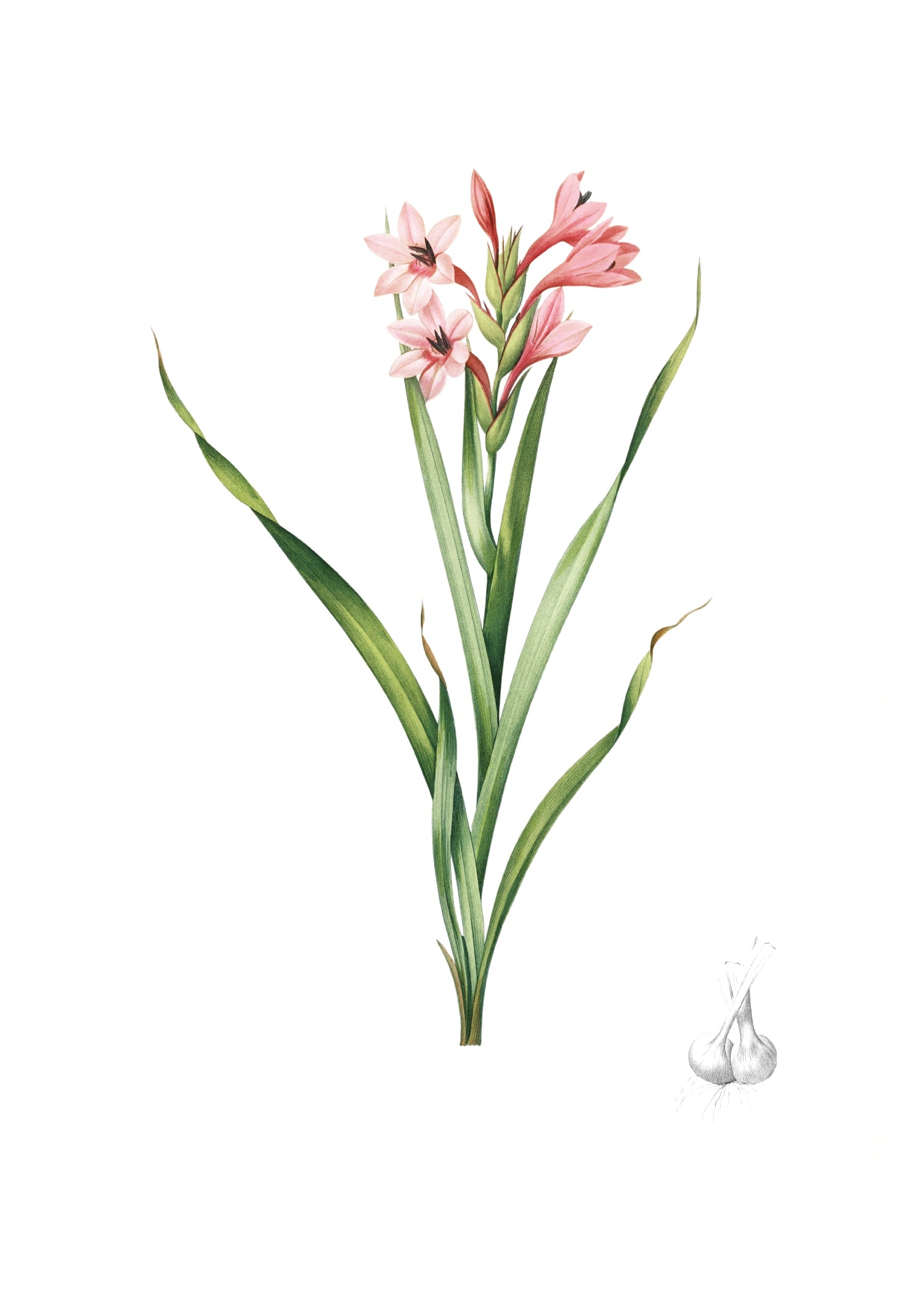 LILY81