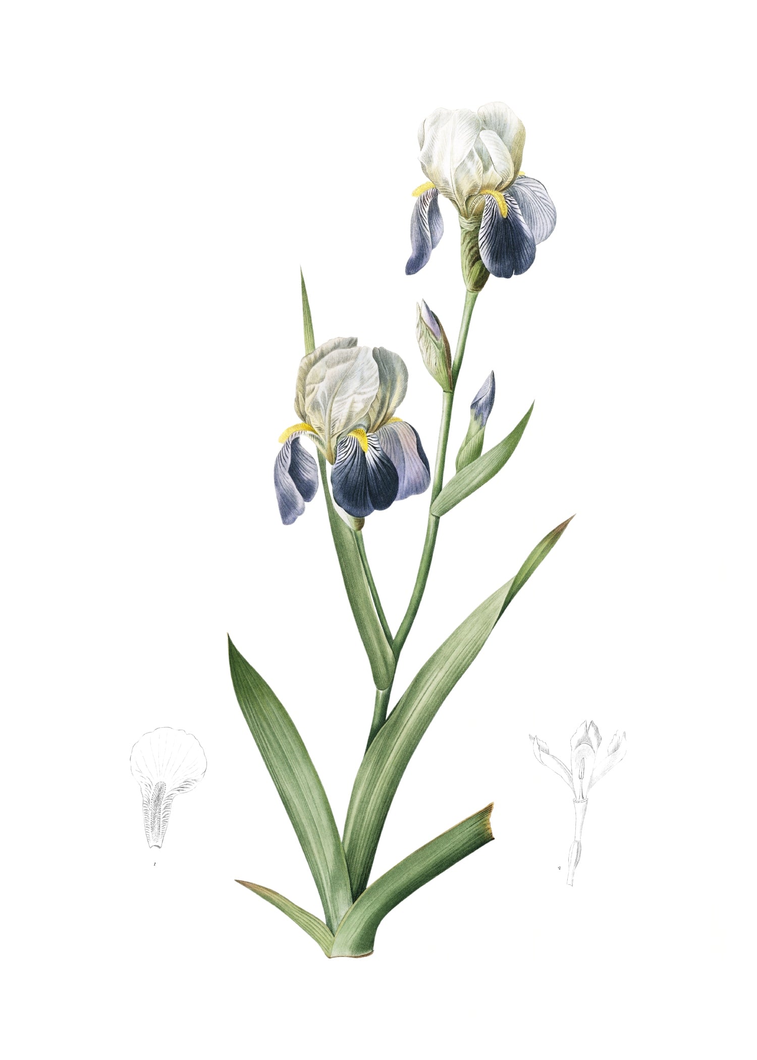 LILY82