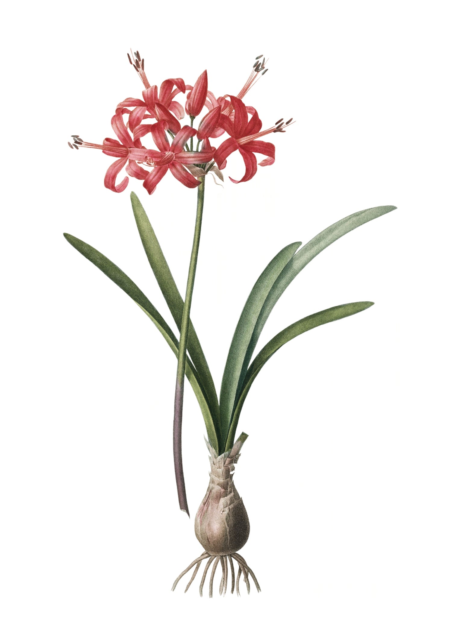LILY 8