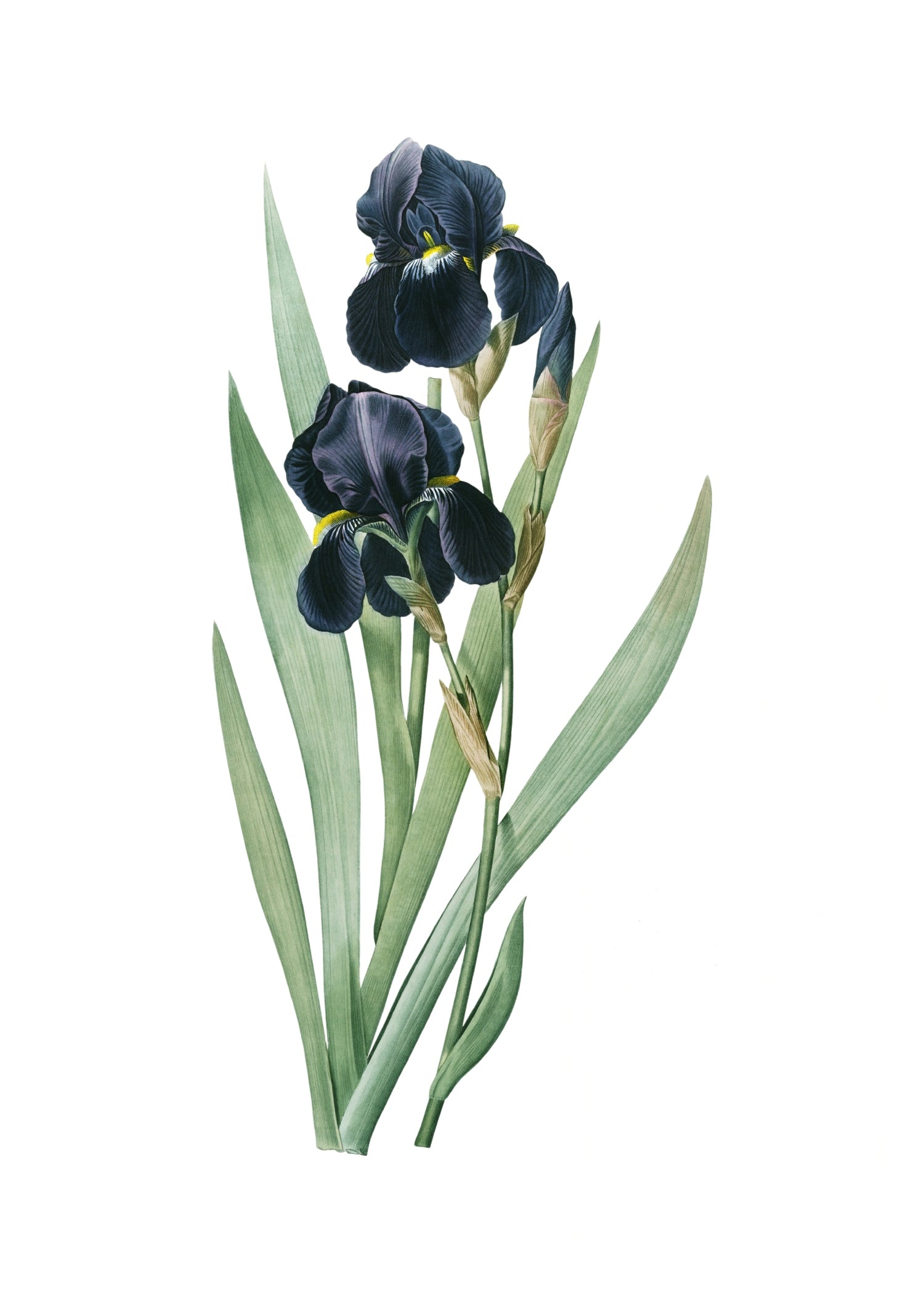 LILY 90