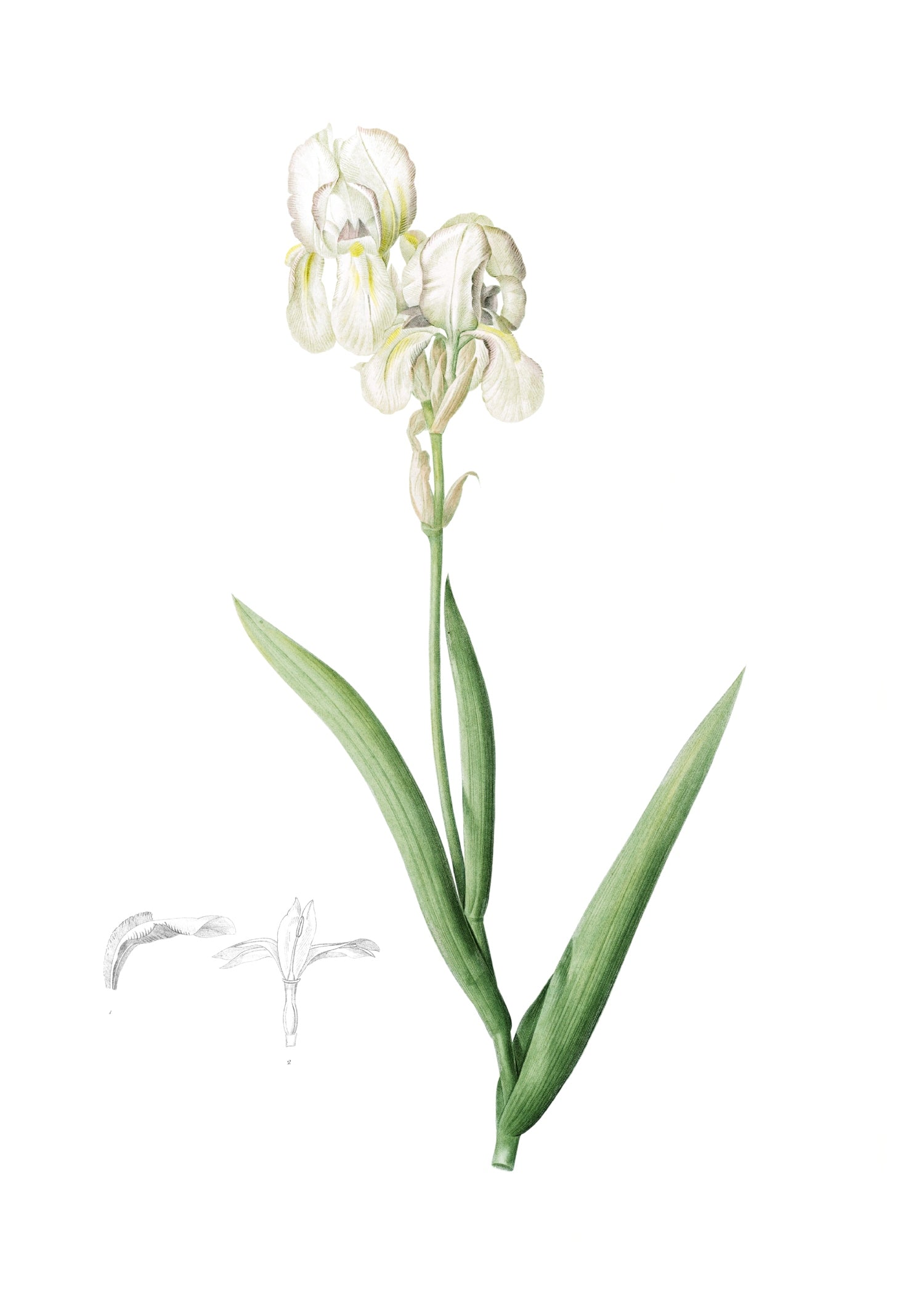 LILY 91