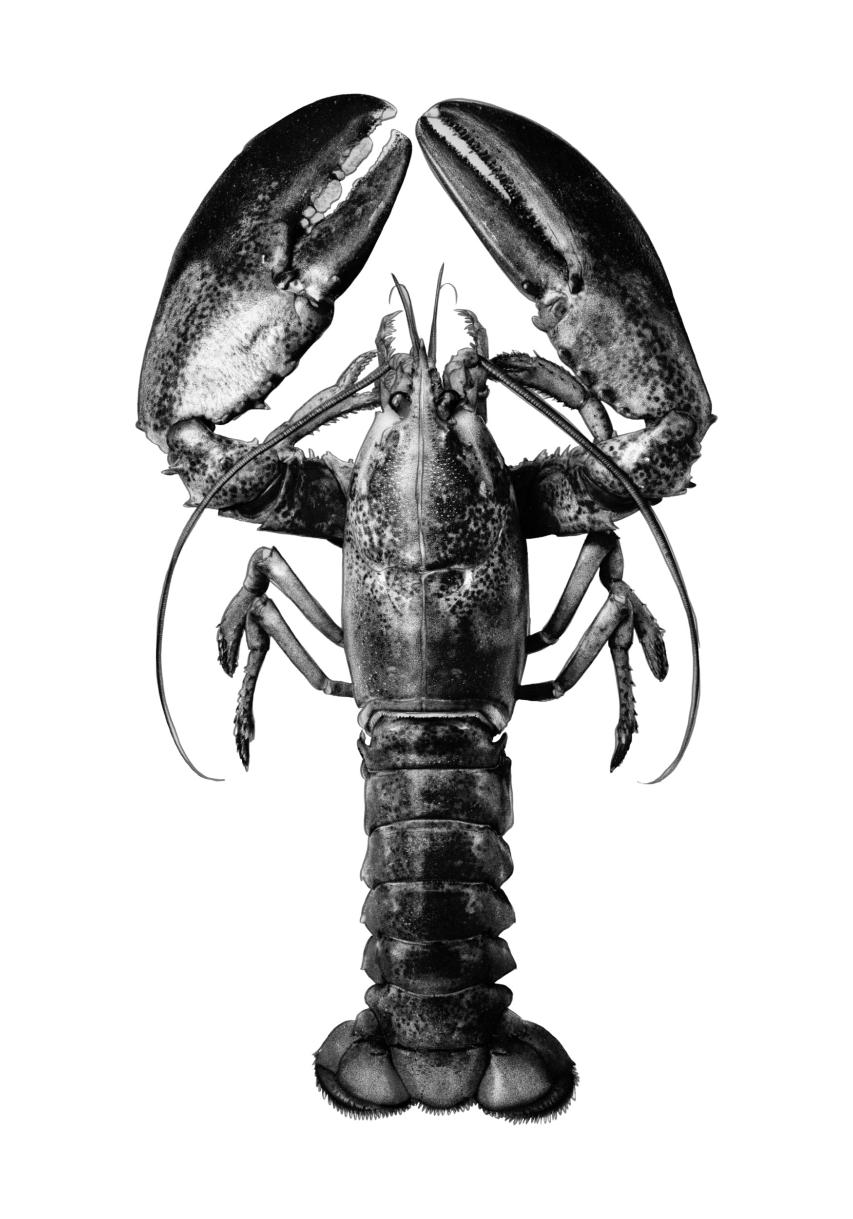 LOBSTER 2