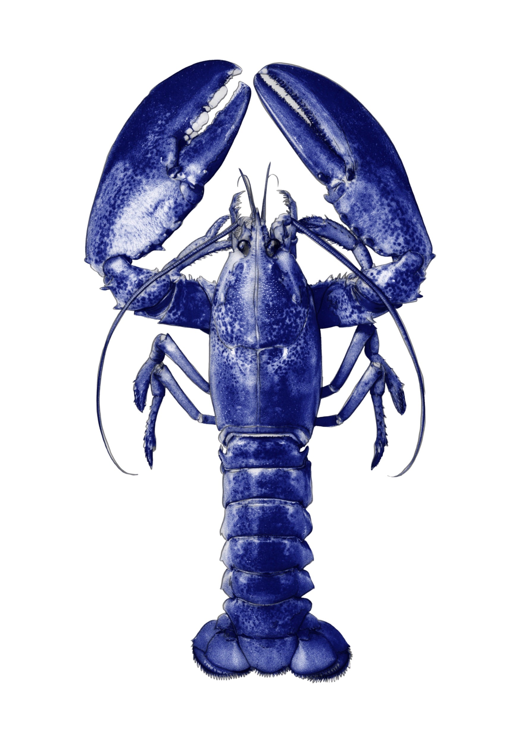 LOBSTER 3