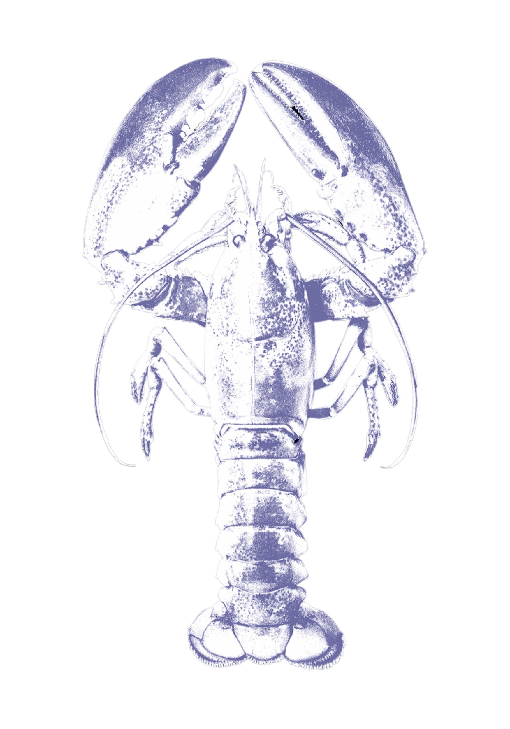 LOBSTER 4