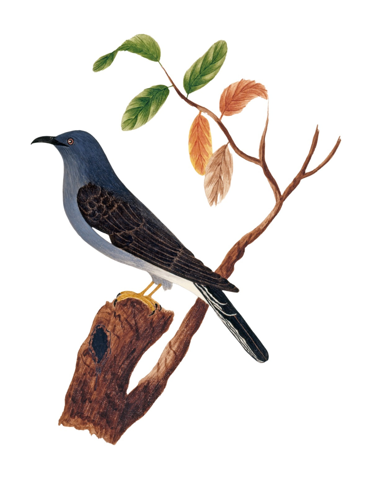 BIRDS OF INDIA 2