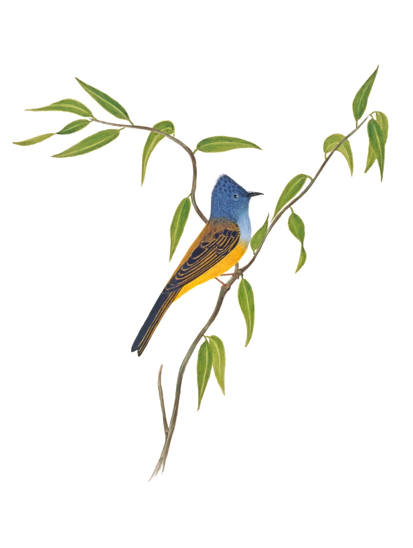 INDIAN BIRDS 1