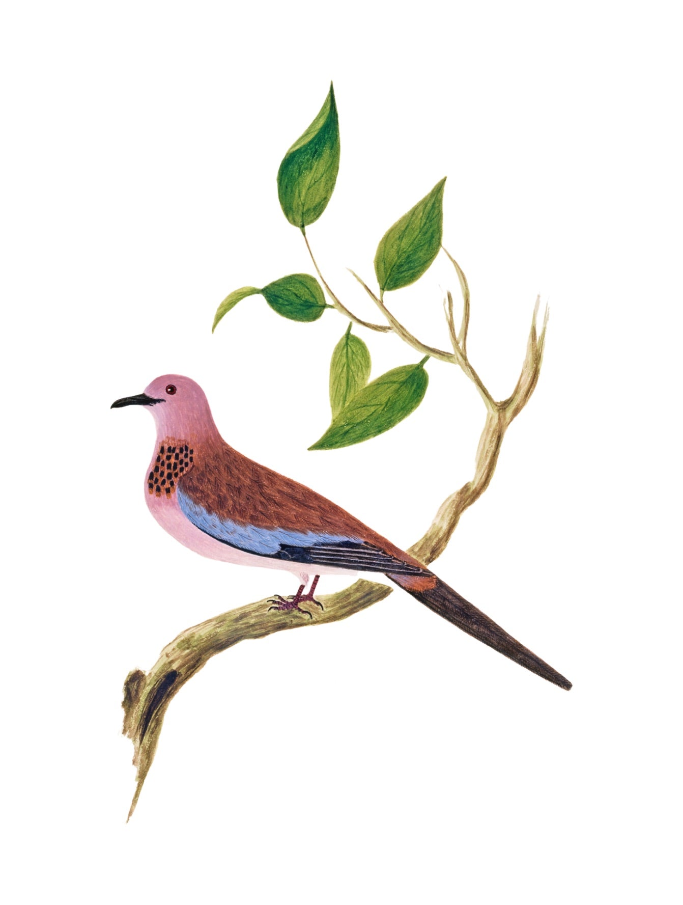 INDIAN BIRDS 4