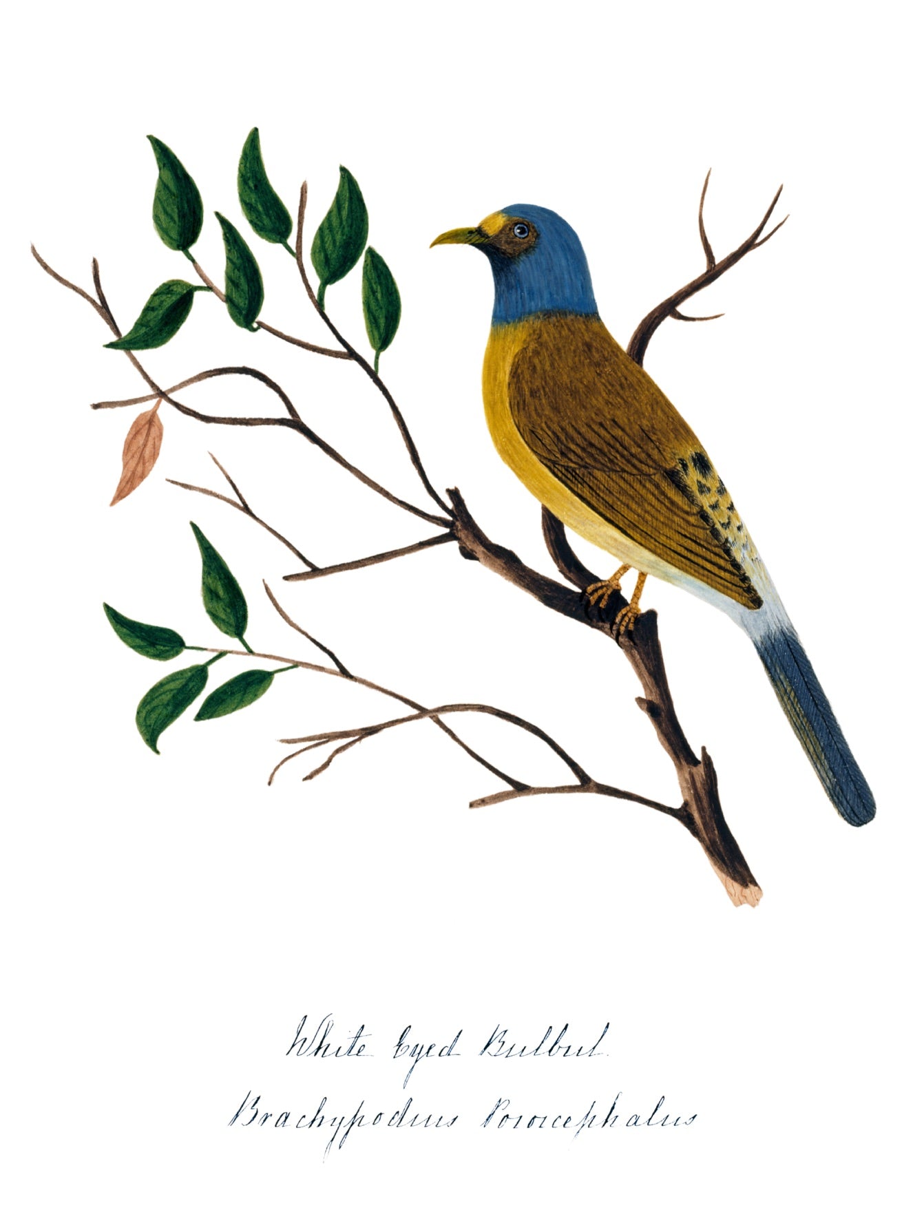 INDIAN BIRDS 6