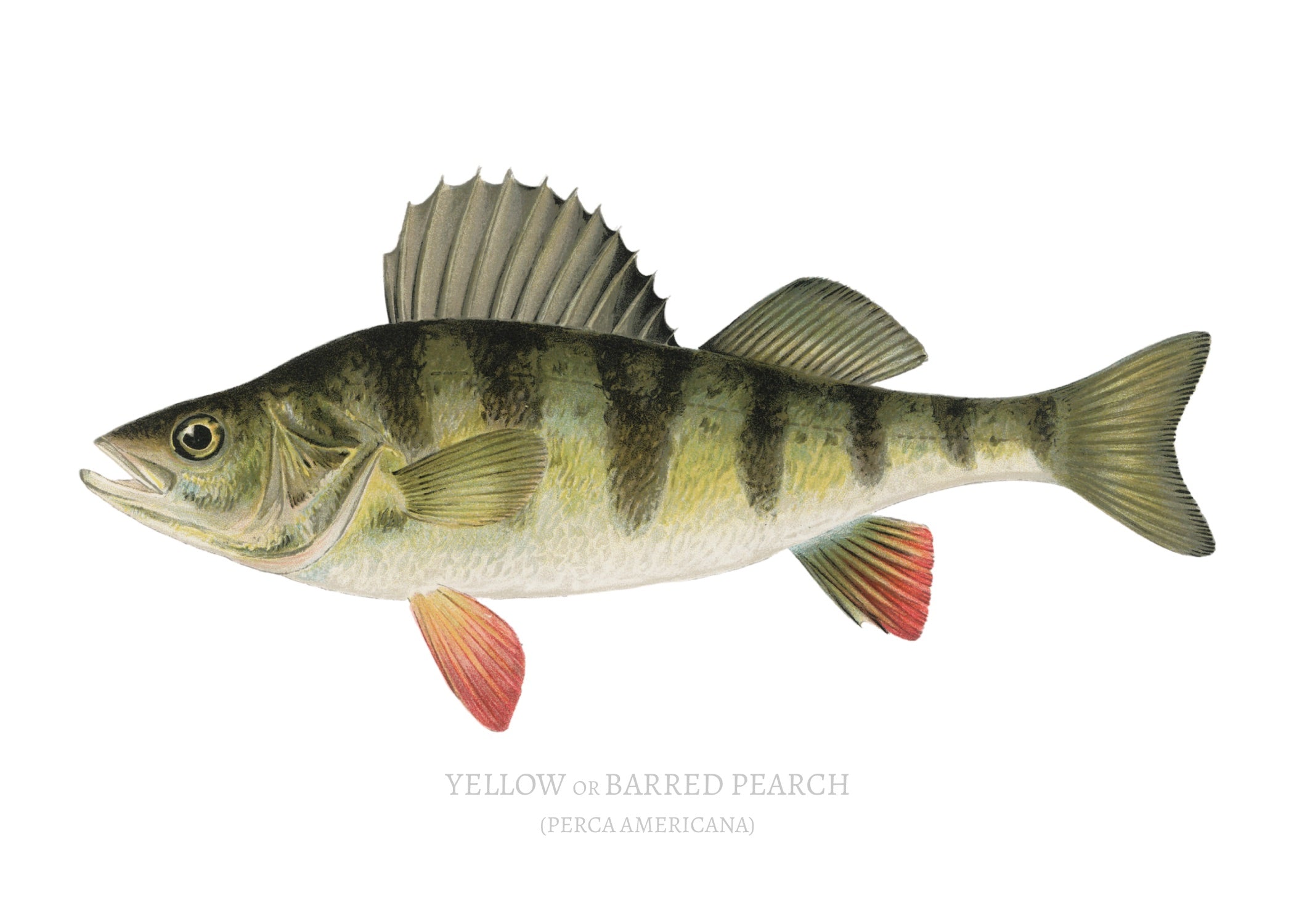 NORTH AMERICAN GAME FISH 1
