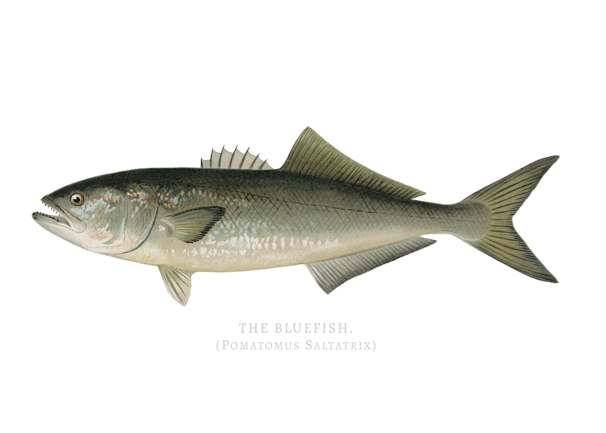 NORTH AMERICAN GAME FISH 12