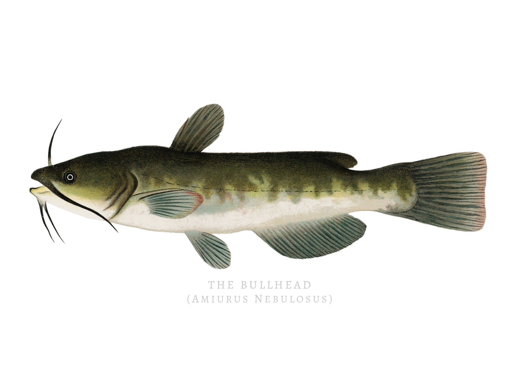 NORTH AMERICAN GAME FISH 15