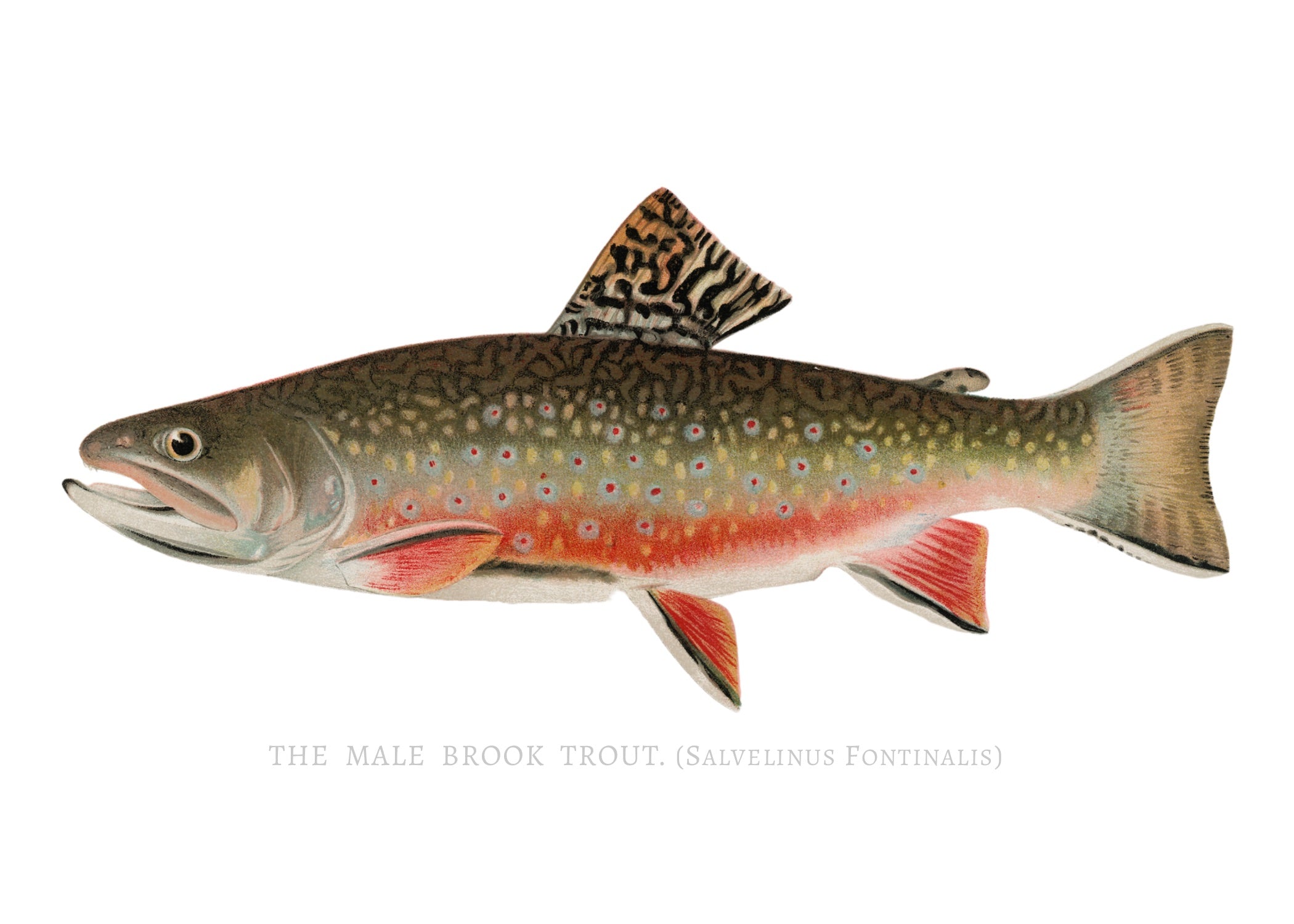 NORTH AMERICAN GAME FISH 18