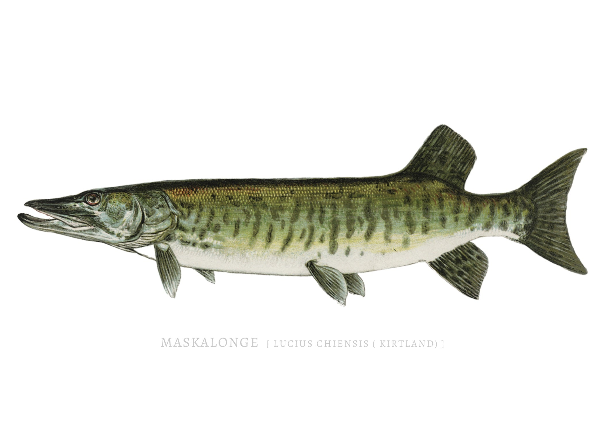 NORTH AMERICAN GAME FISH 20