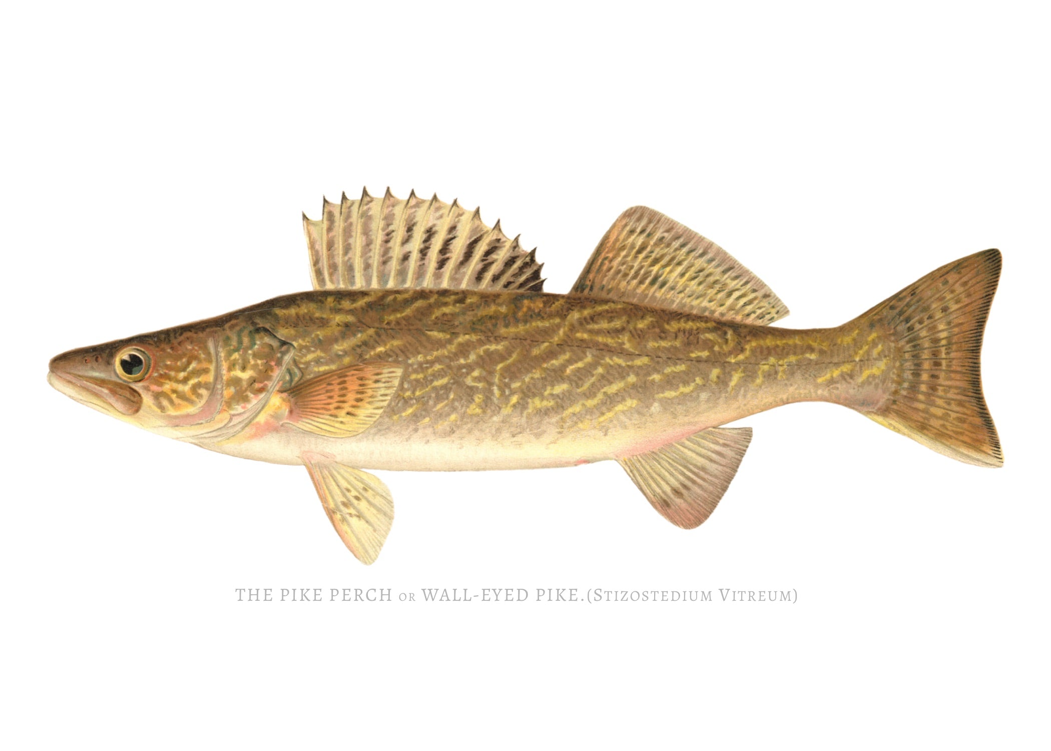 NORTH AMERICAN GAME FISH 23