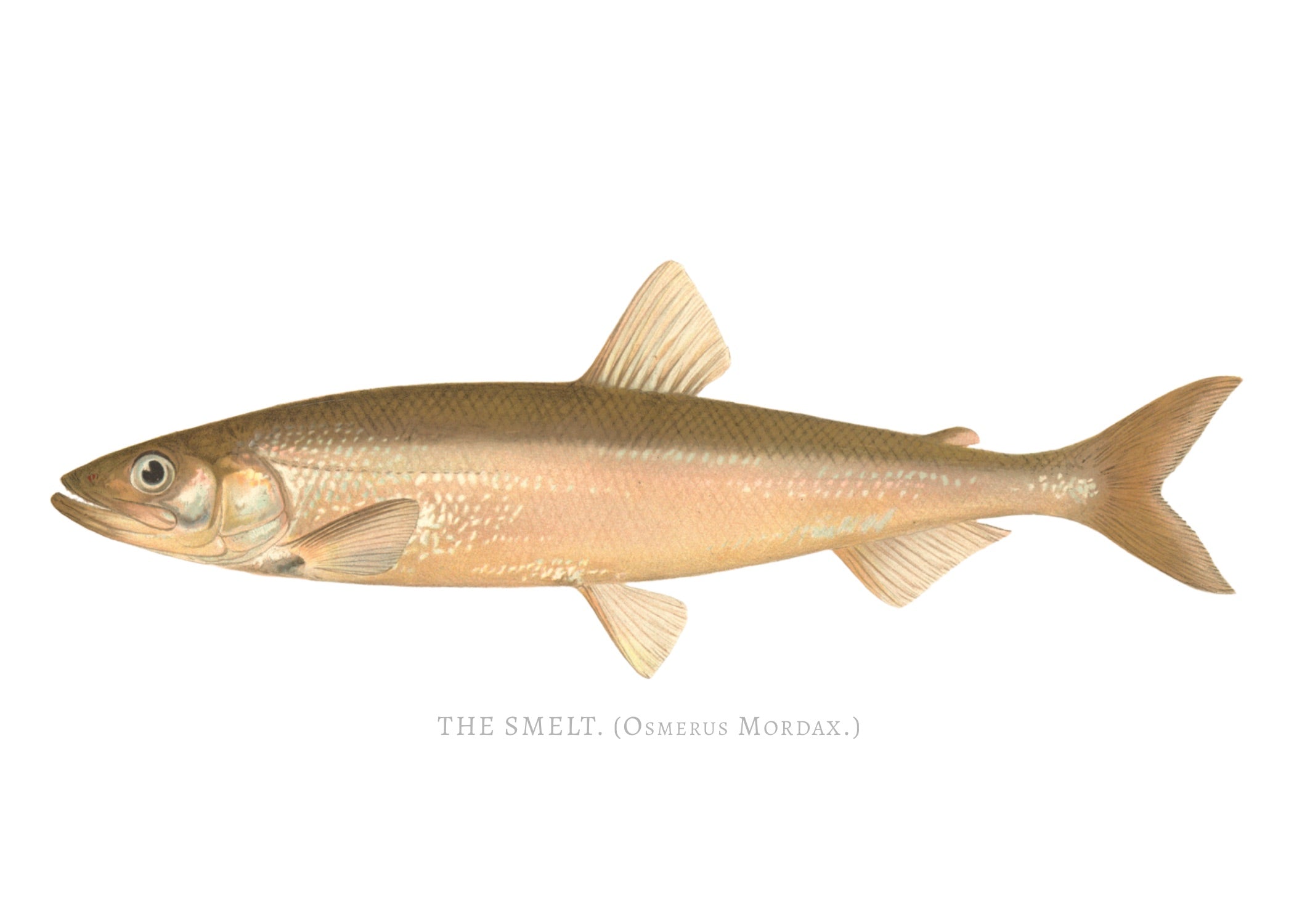 NORTH AMERICAN GAME FISH 25