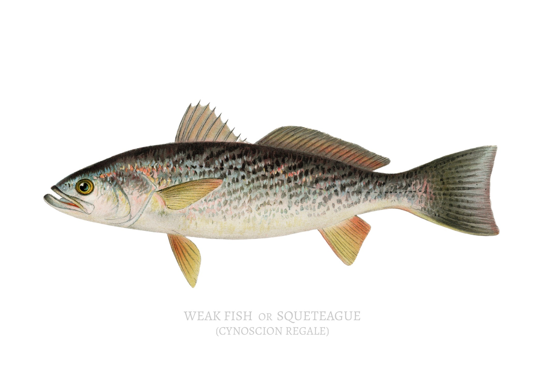 NORTH AMERICAN GAME FISH 3
